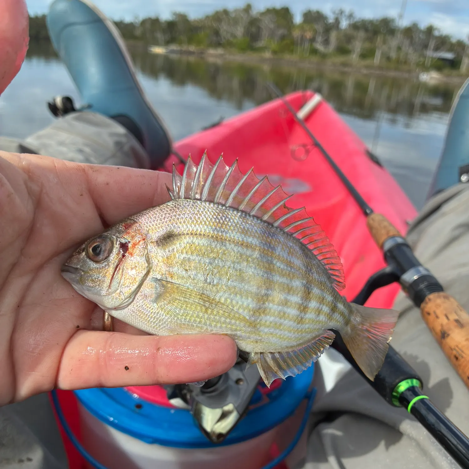 The most recent Pinfish catches on Fishbrain