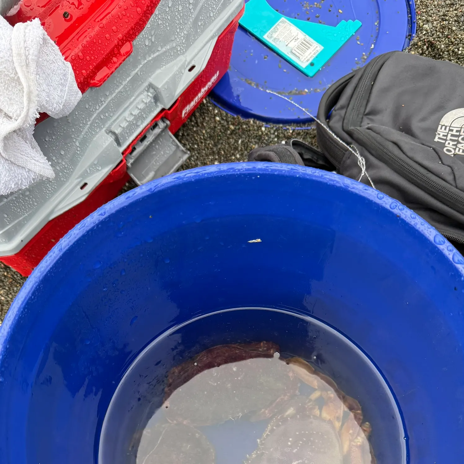 The most recent Dungeness crab catches on Fishbrain