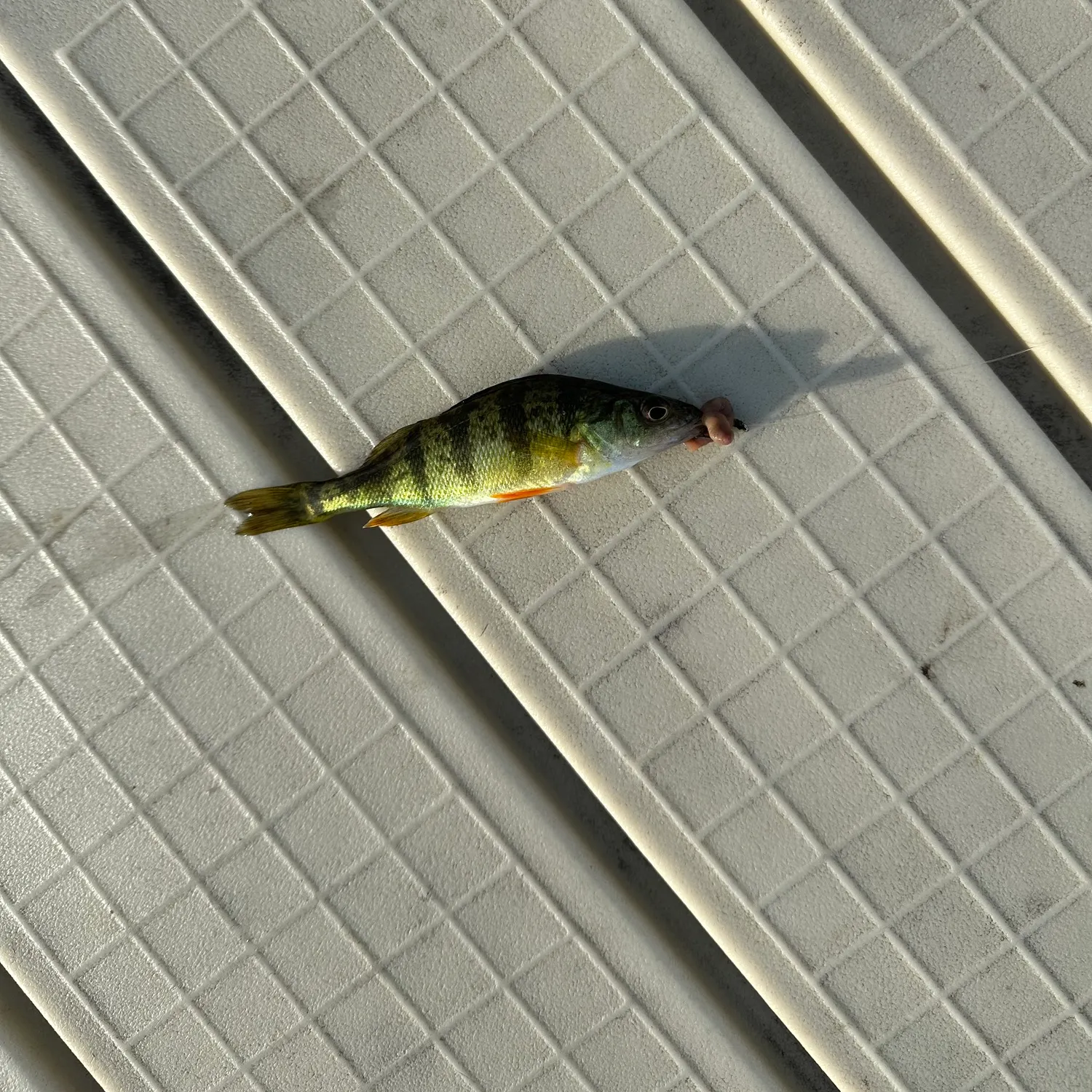 Yellow perch caught on Fishbrain