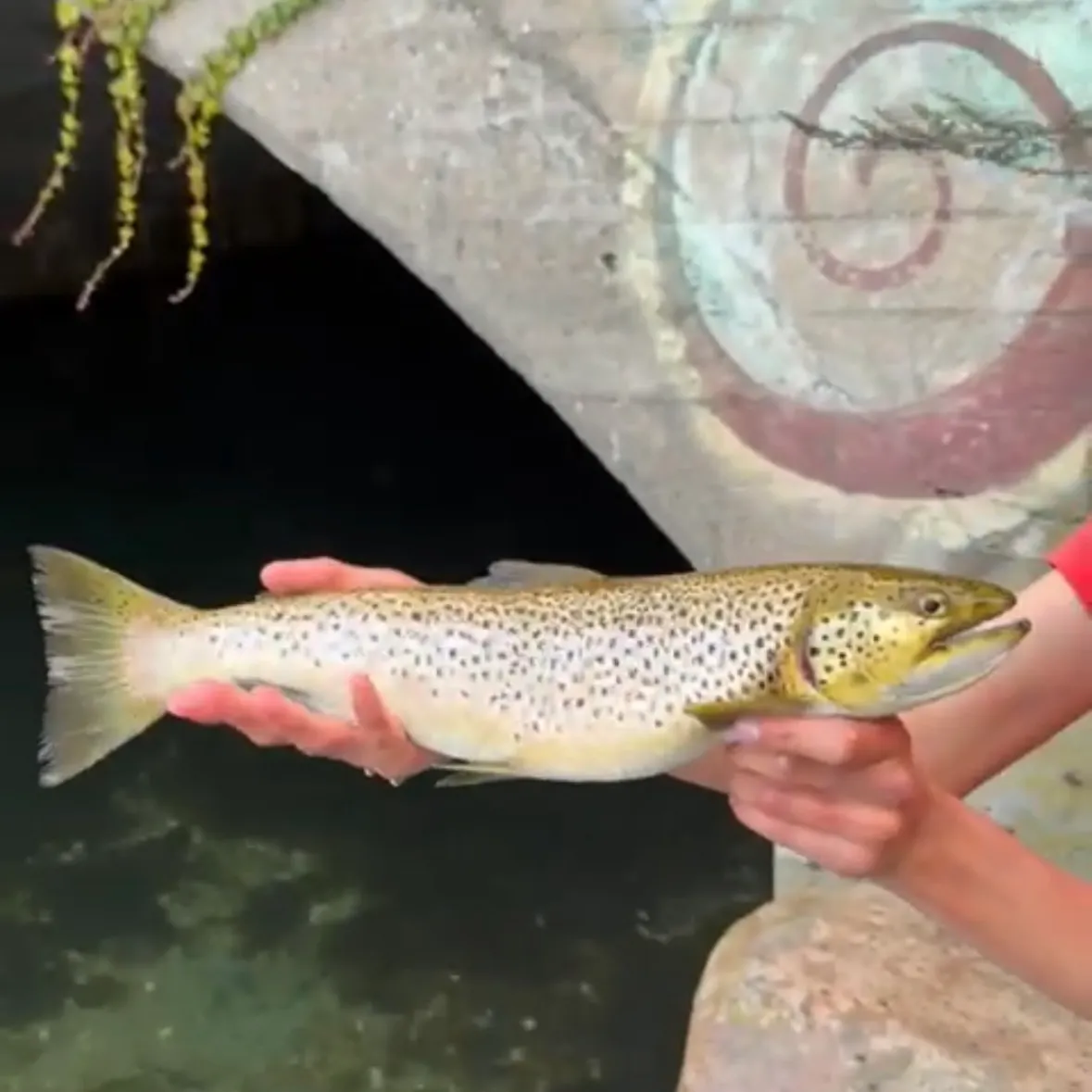 Brown trout caught on Fishbrain