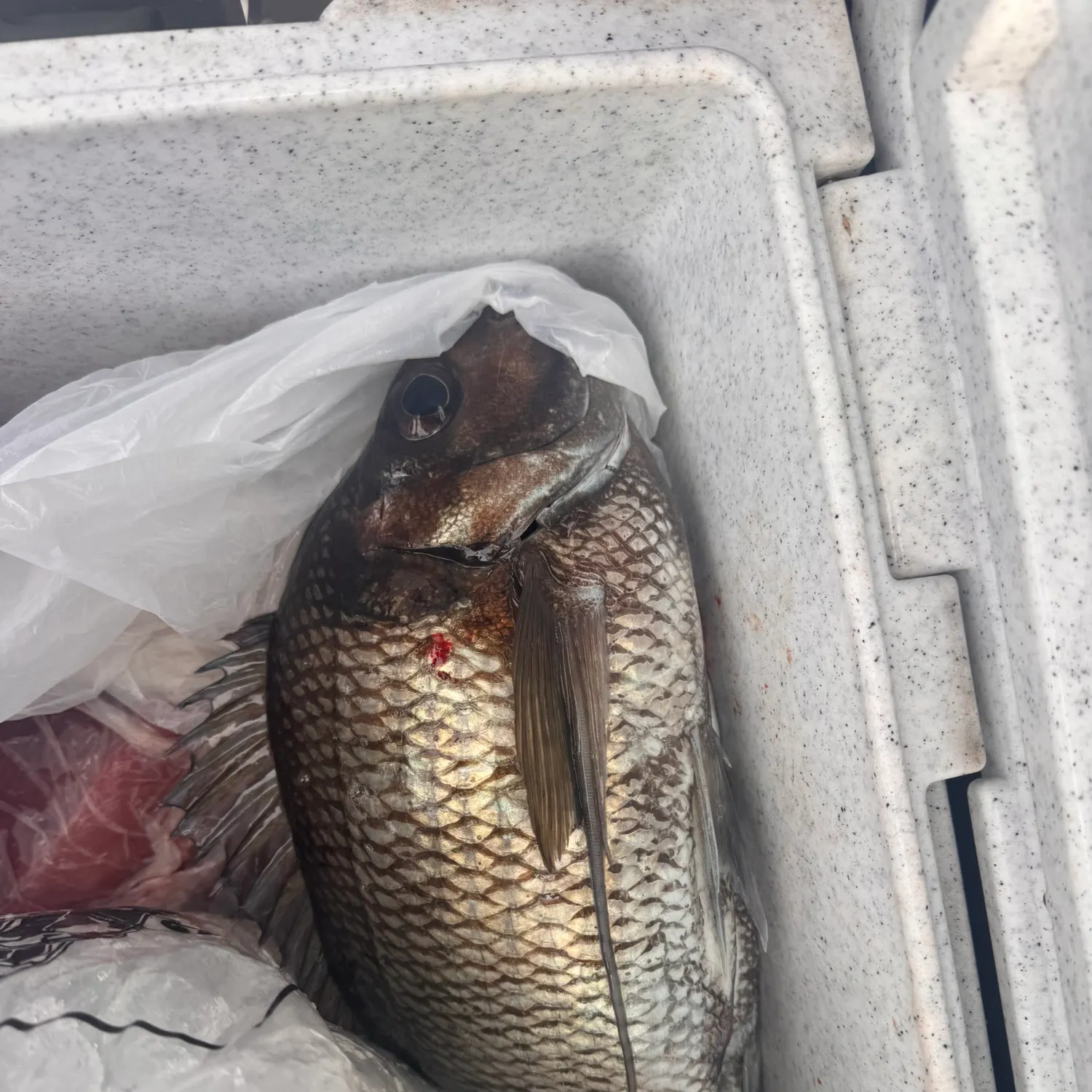 The most recent Jackass morwong catches on Fishbrain