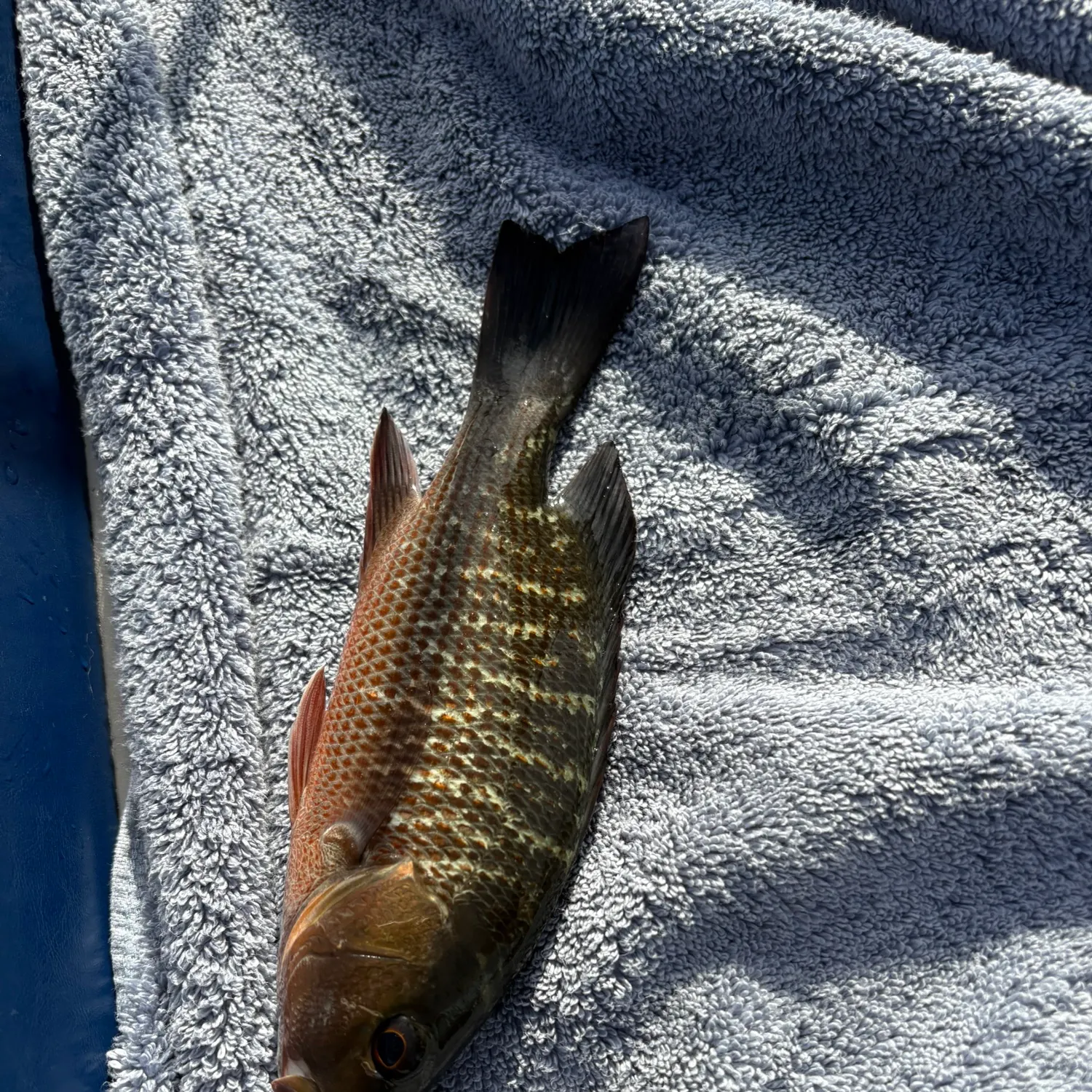 The most recent Mangrove snapper catches on Fishbrain