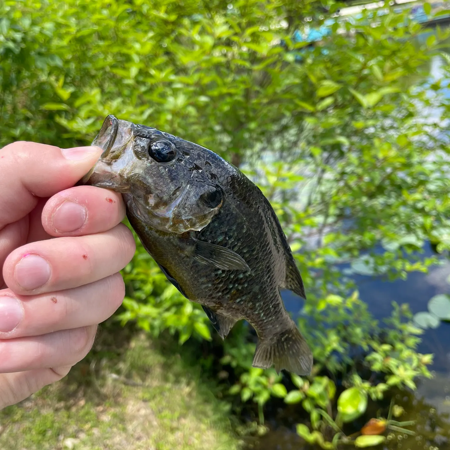 The most recent Warmouth catches on Fishbrain