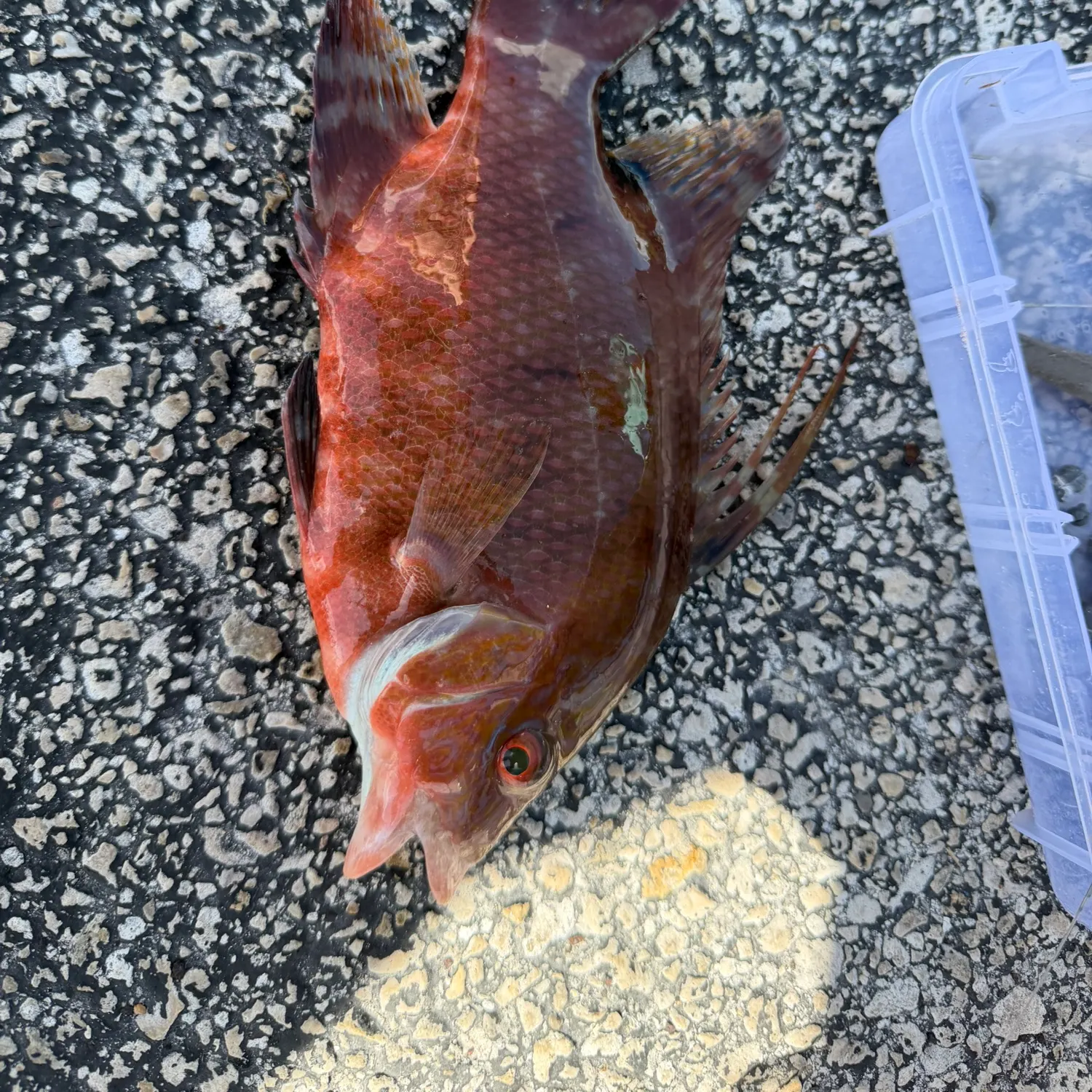 The most recent Hogfish catches on Fishbrain