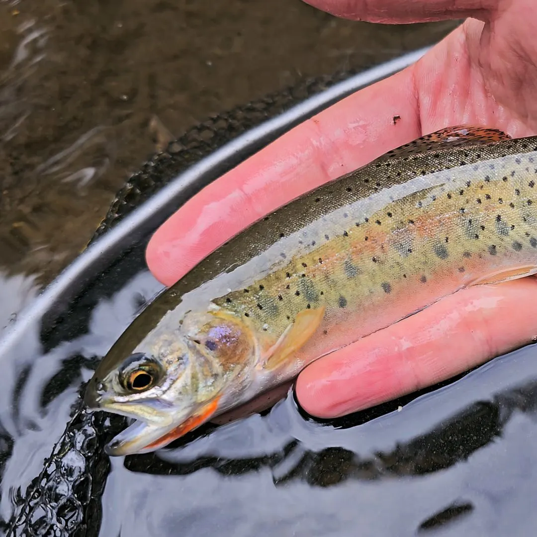 Westslope cutthroat trout caught on Fishbrain