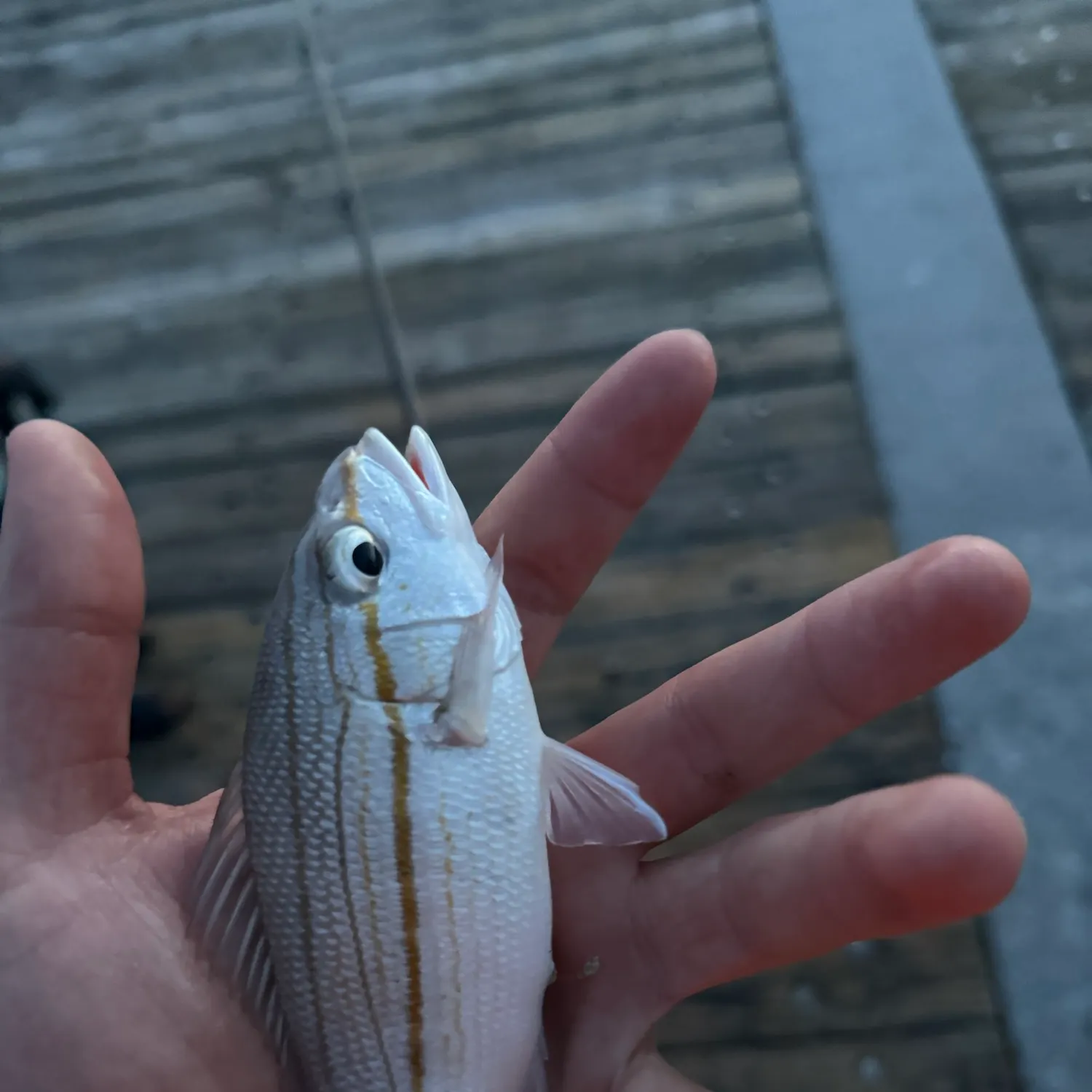 The most recent Rosy dwarf monocle bream catches on Fishbrain