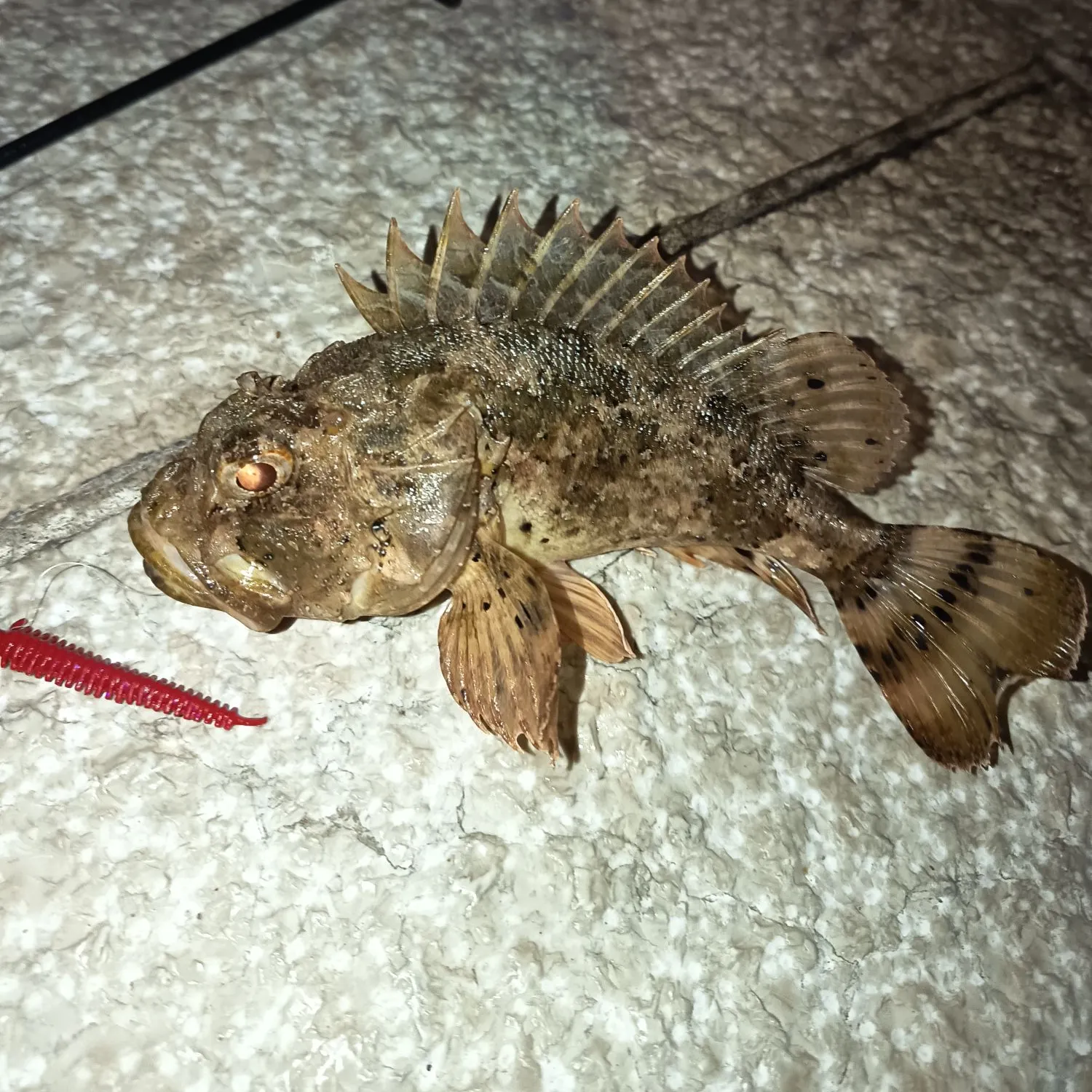 The most recent Black scorpionfish catches on Fishbrain