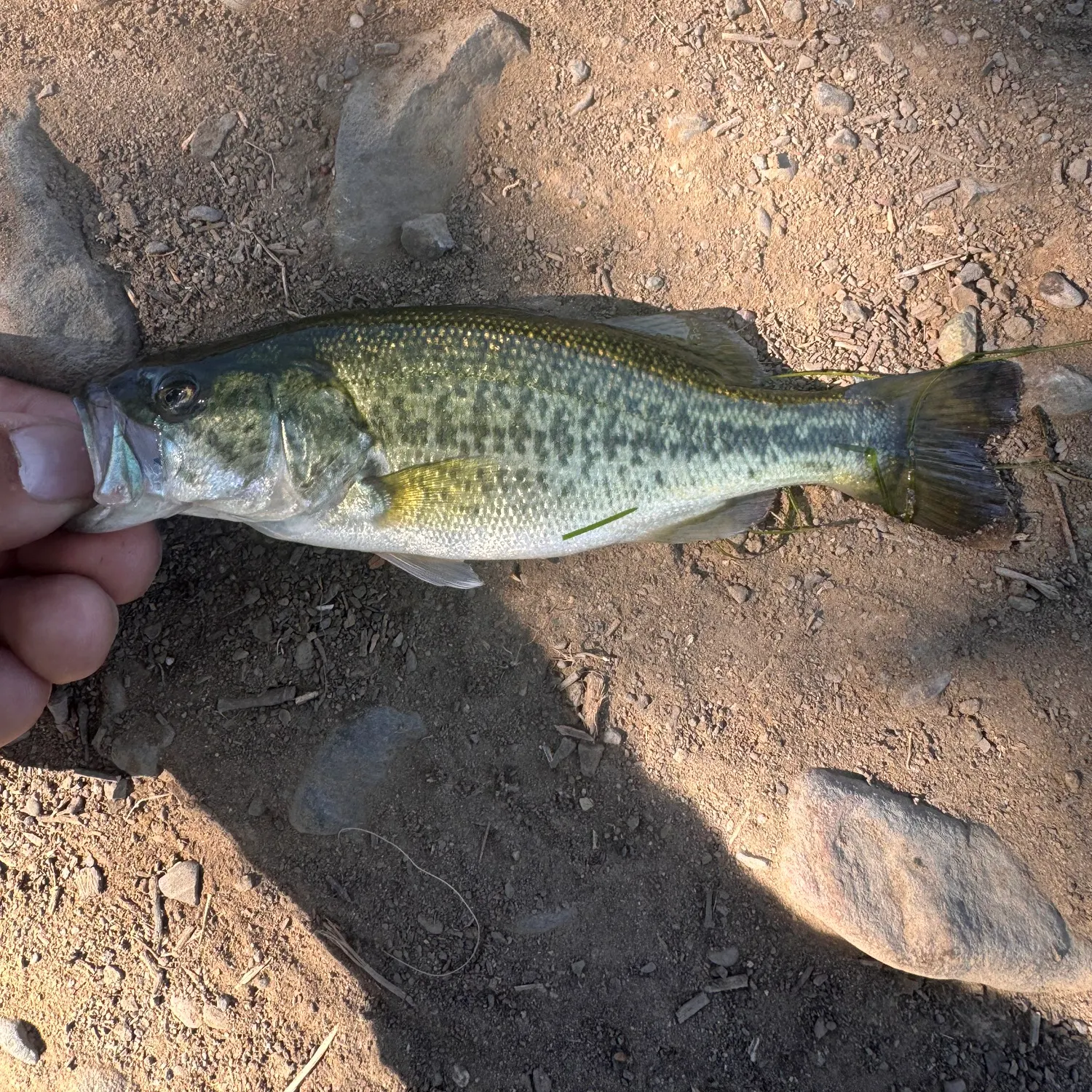 The most recent Spotted bass catches on Fishbrain