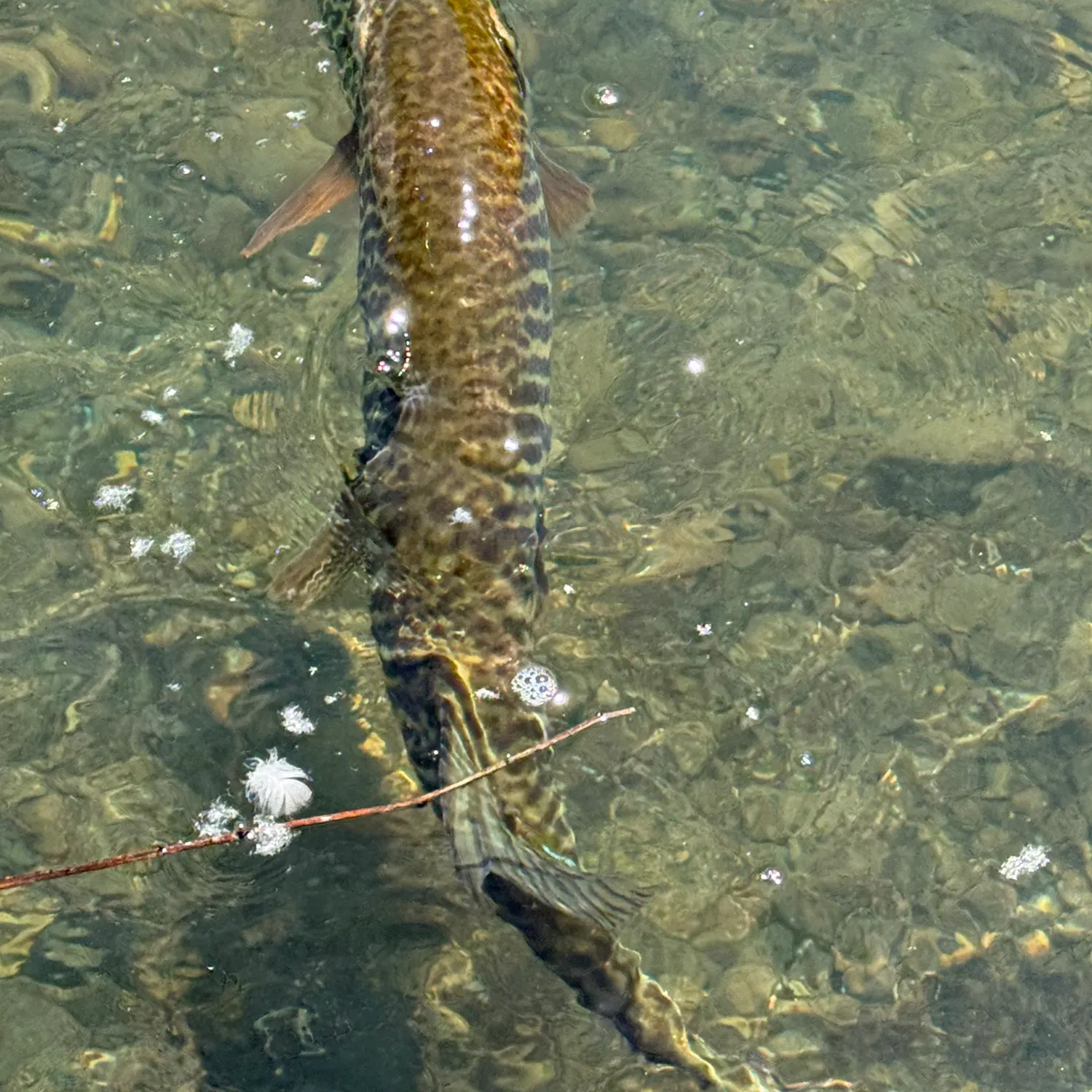 recently logged catches