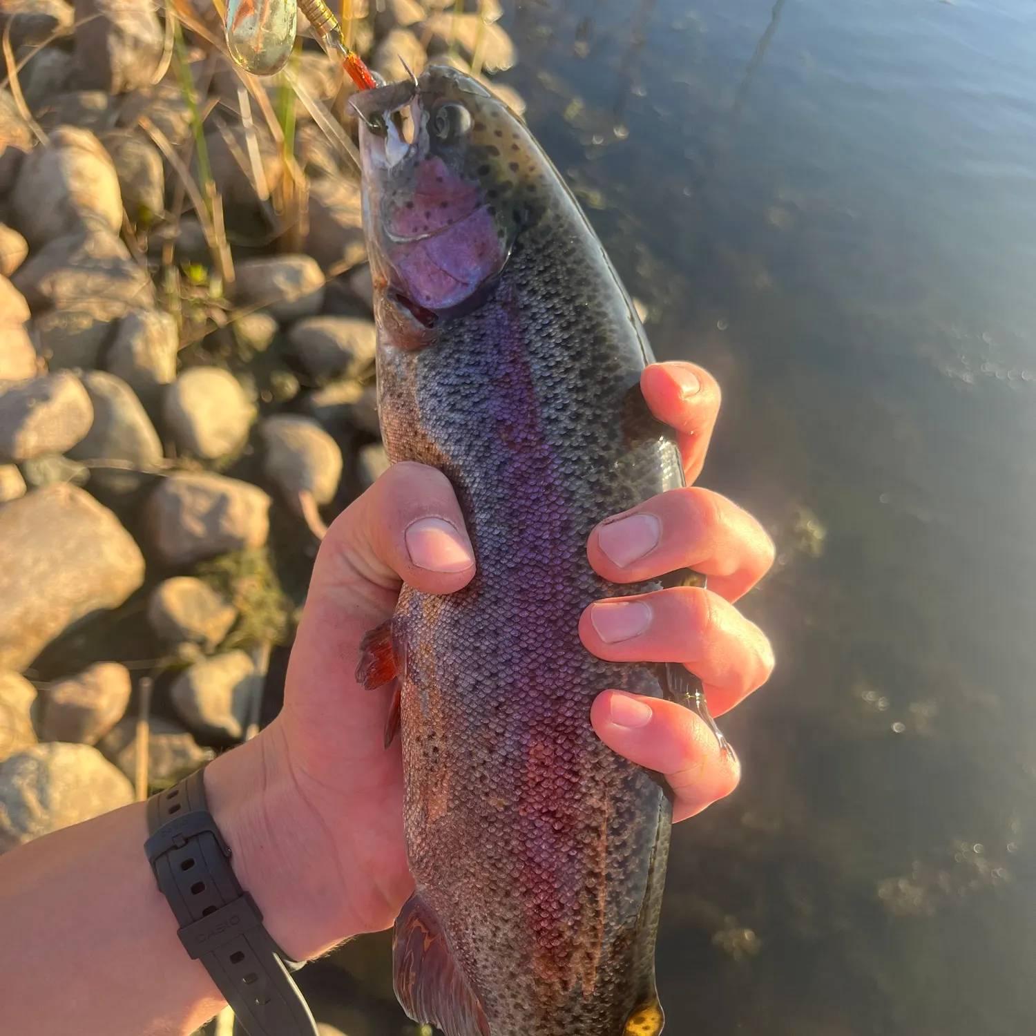 Rainbow trout caught on Fishbrain