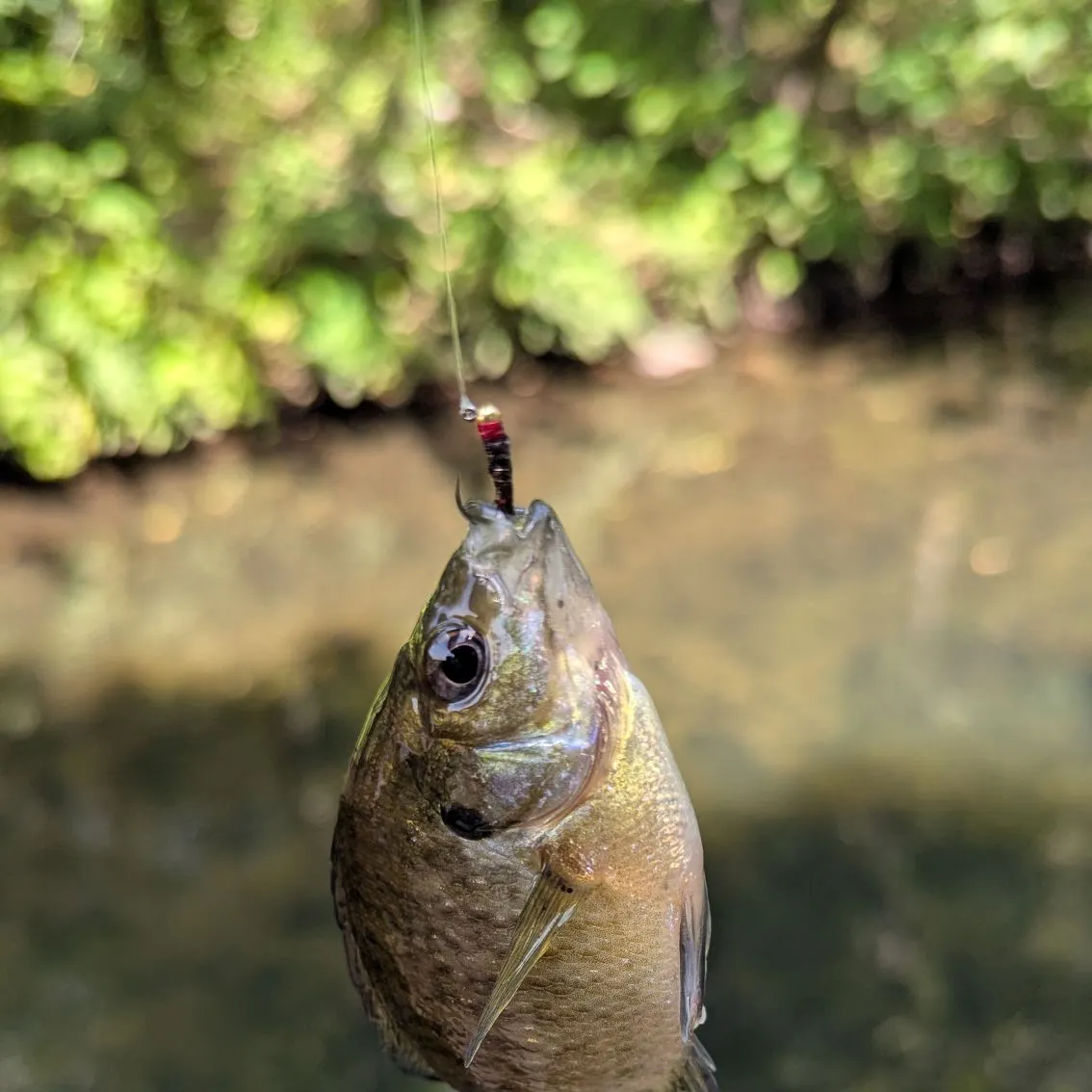 Bluegill caught on Fishbrain