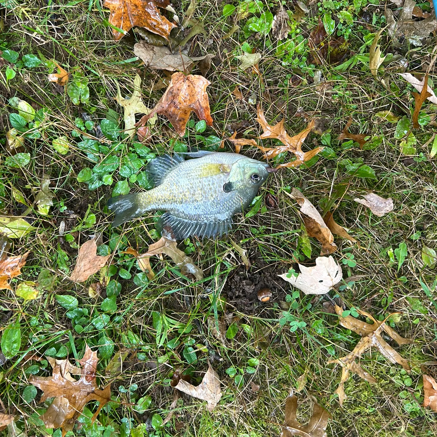 Bluegill caught on Fishbrain