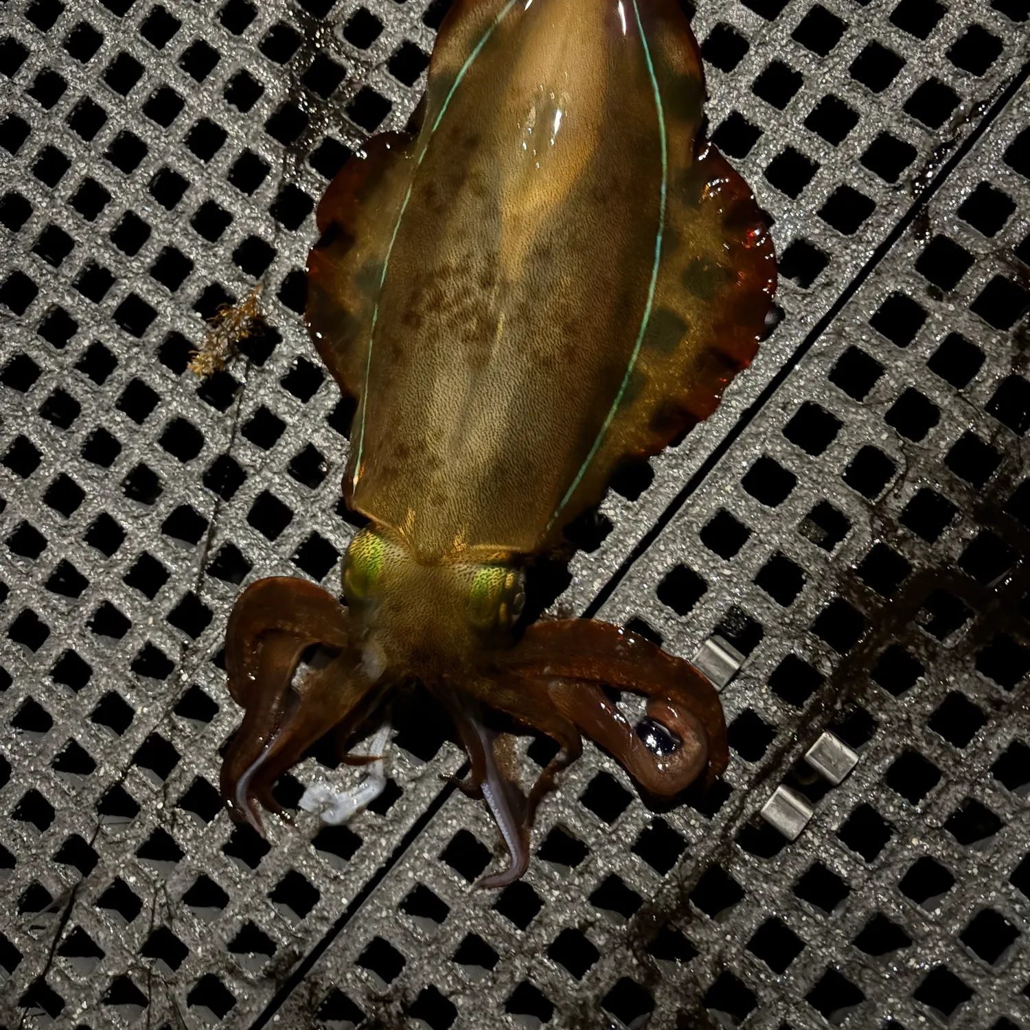 The most recent Southern calamari catches on Fishbrain