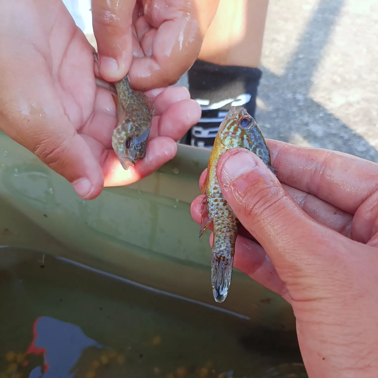 Pumpkinseed caught on Fishbrain
