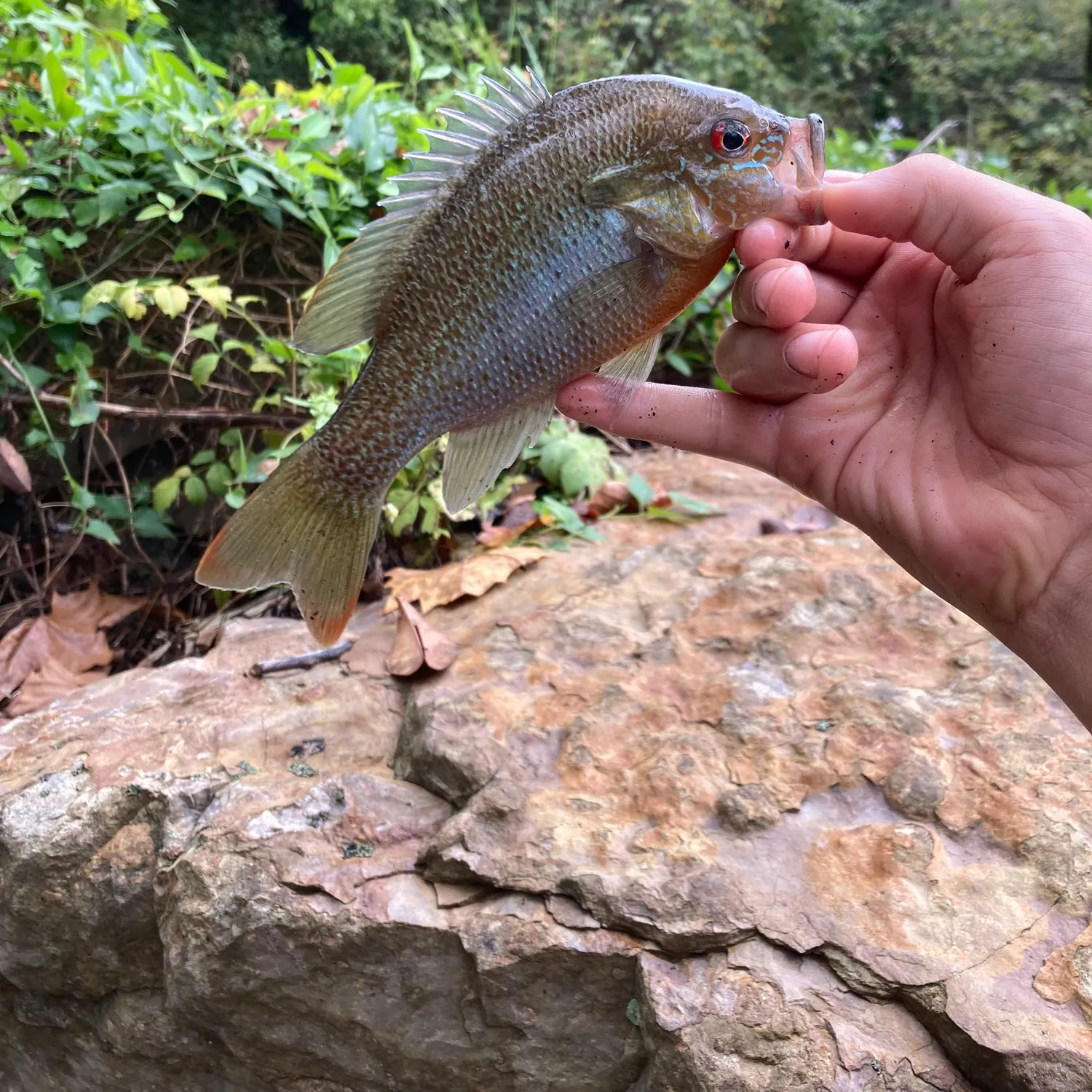 Redbreast sunfish caught on Fishbrain