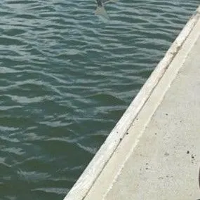 Silver moony caught on Fishbrain