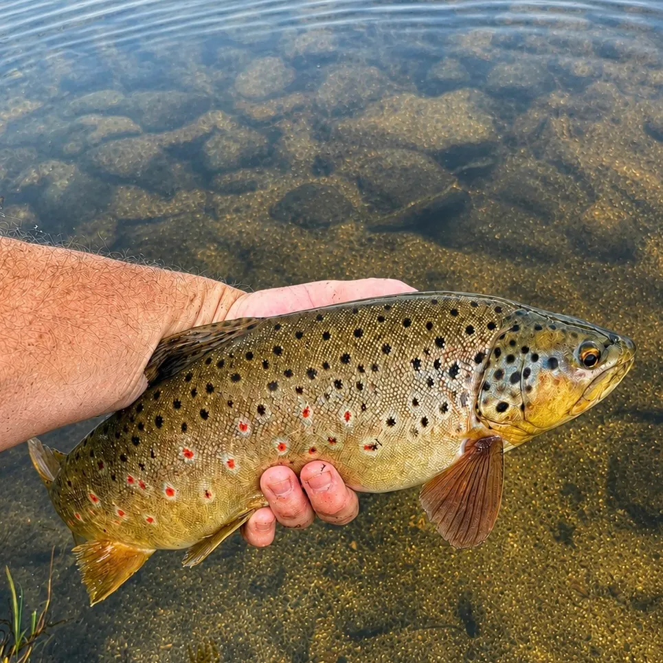 Brown trout caught on Fishbrain