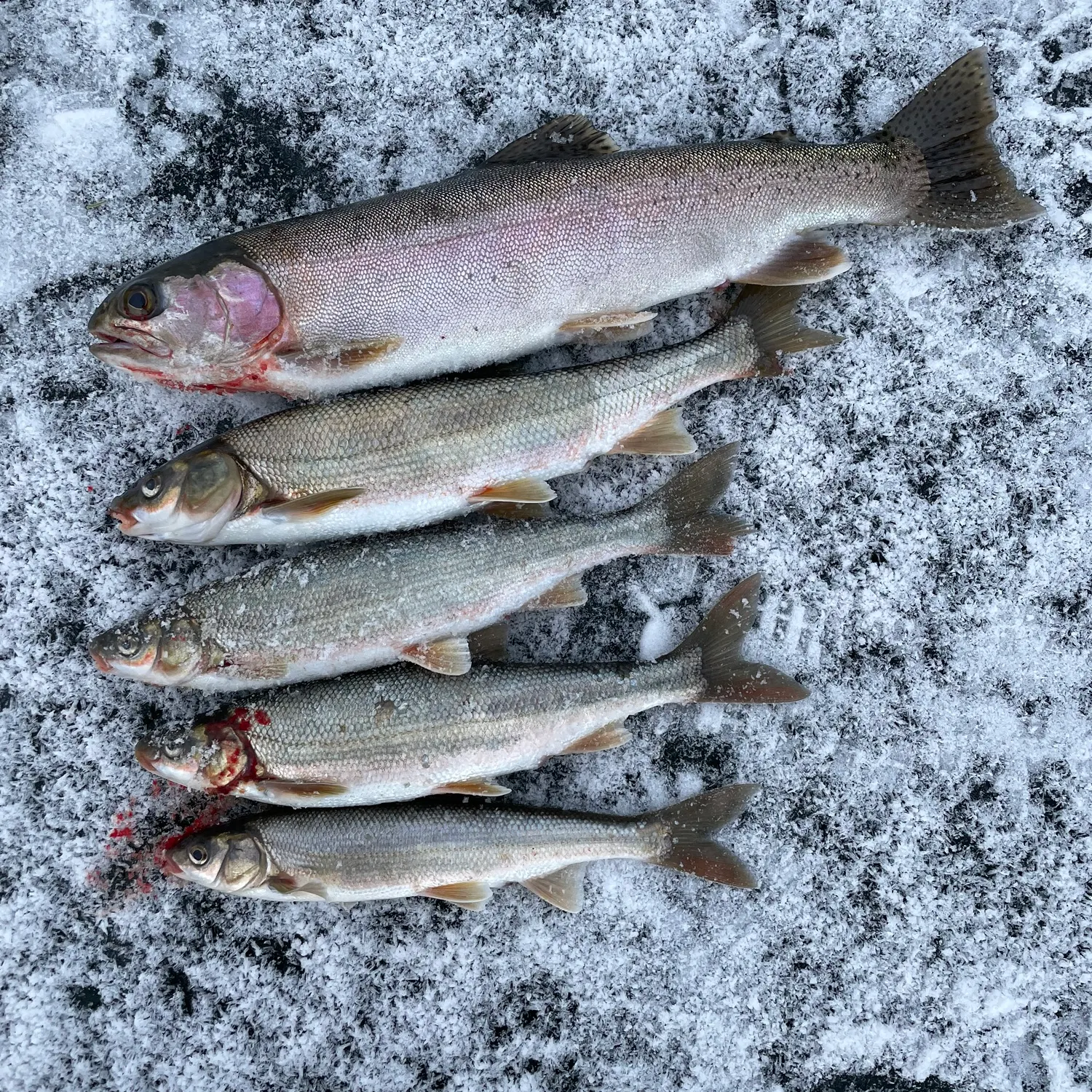 recently logged catches