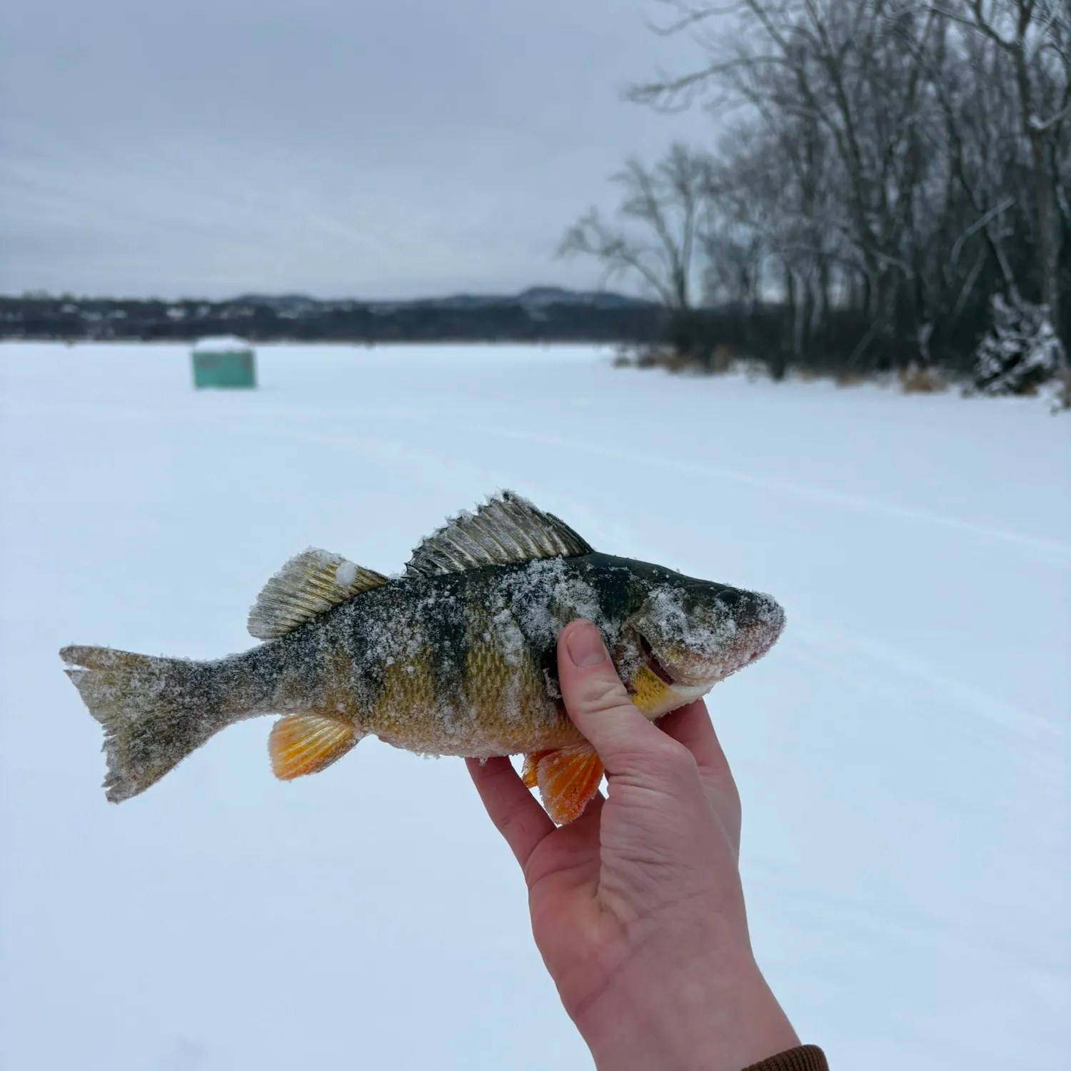 The most recent Yellow perch catches on Fishbrain