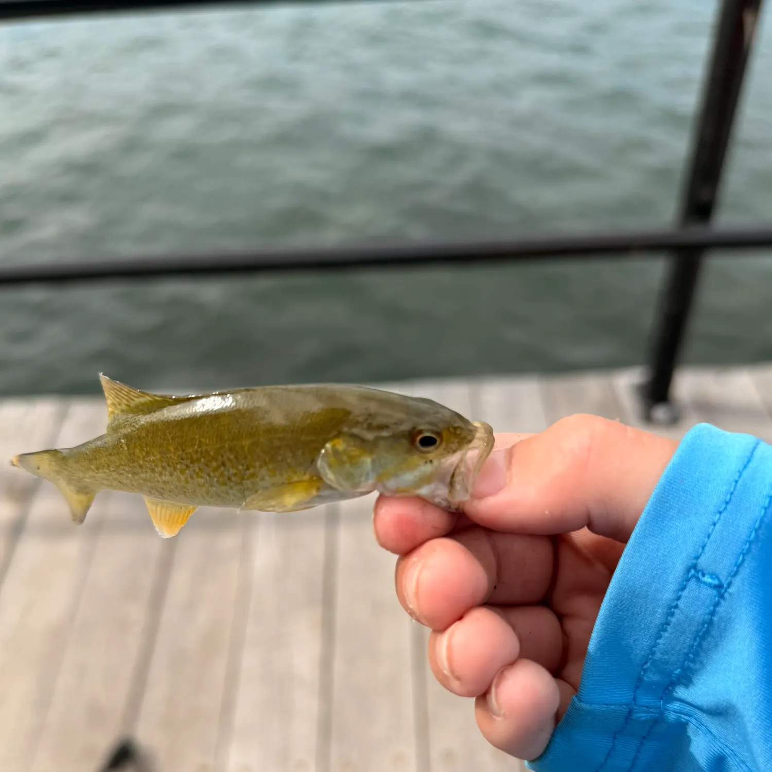 Fish caught on Fishbrain