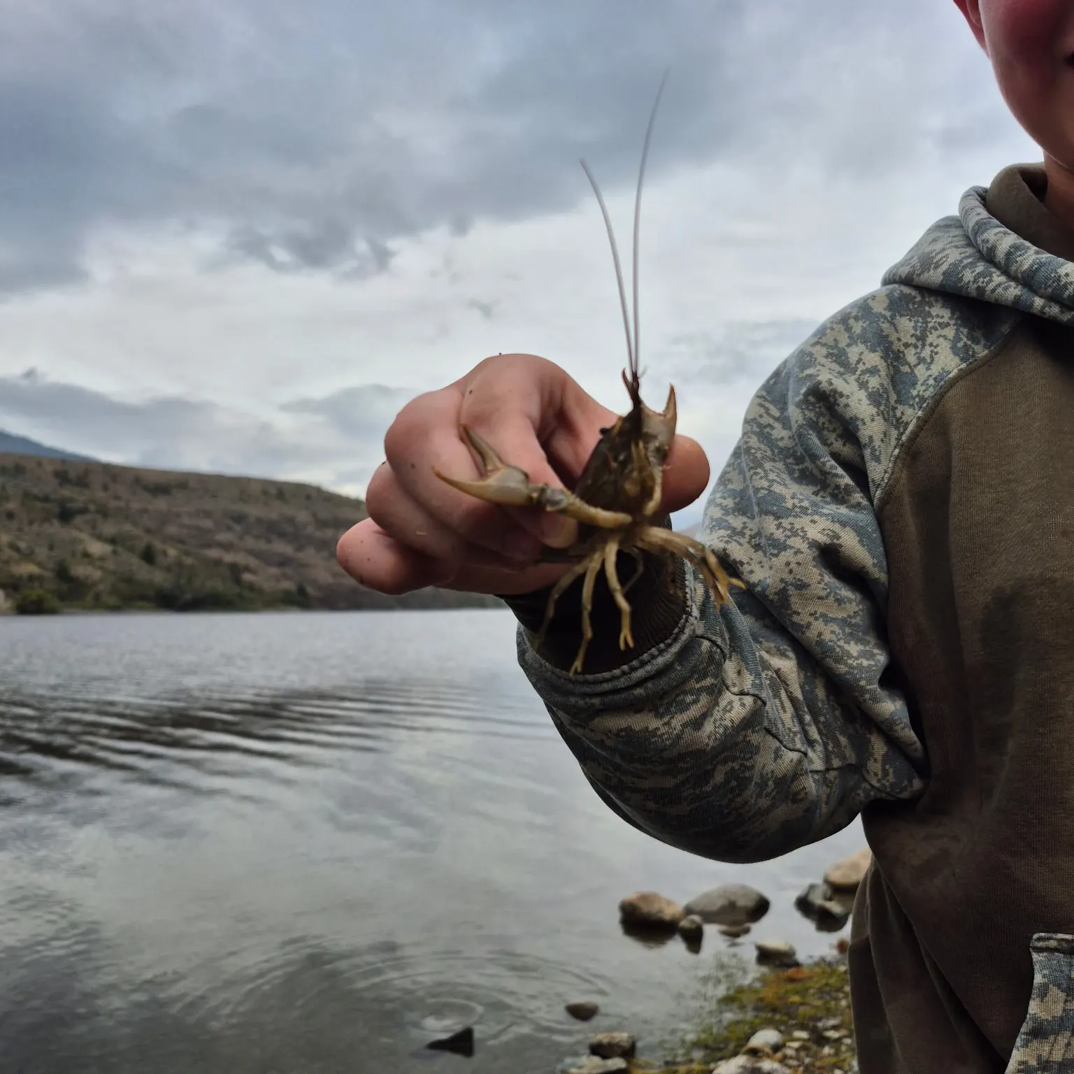The most recent Signal crayfish catches on Fishbrain