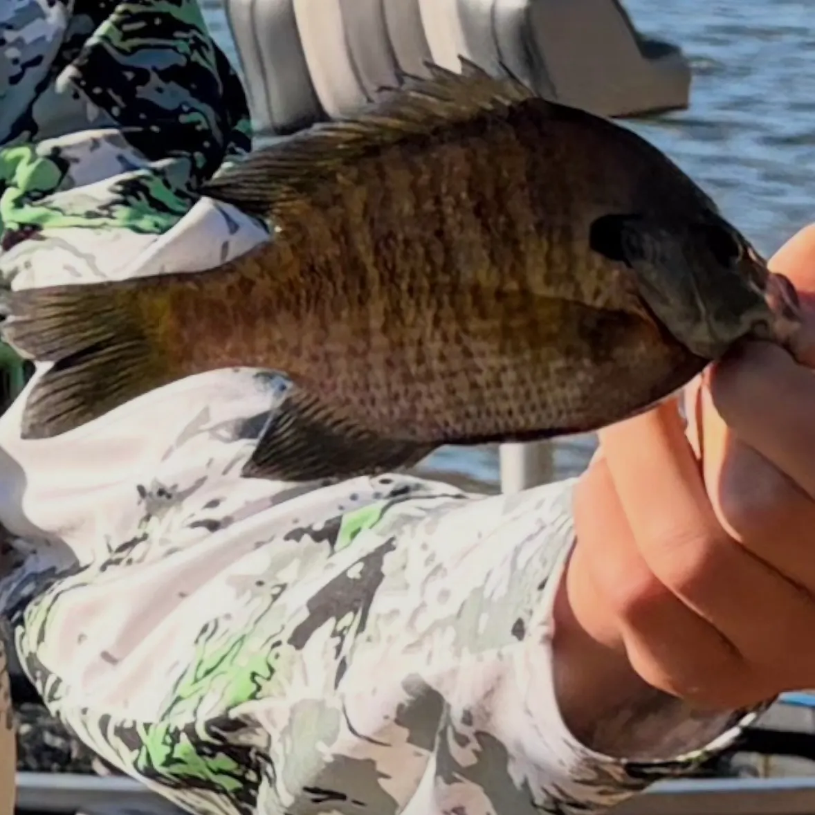 Bluegill caught on Fishbrain