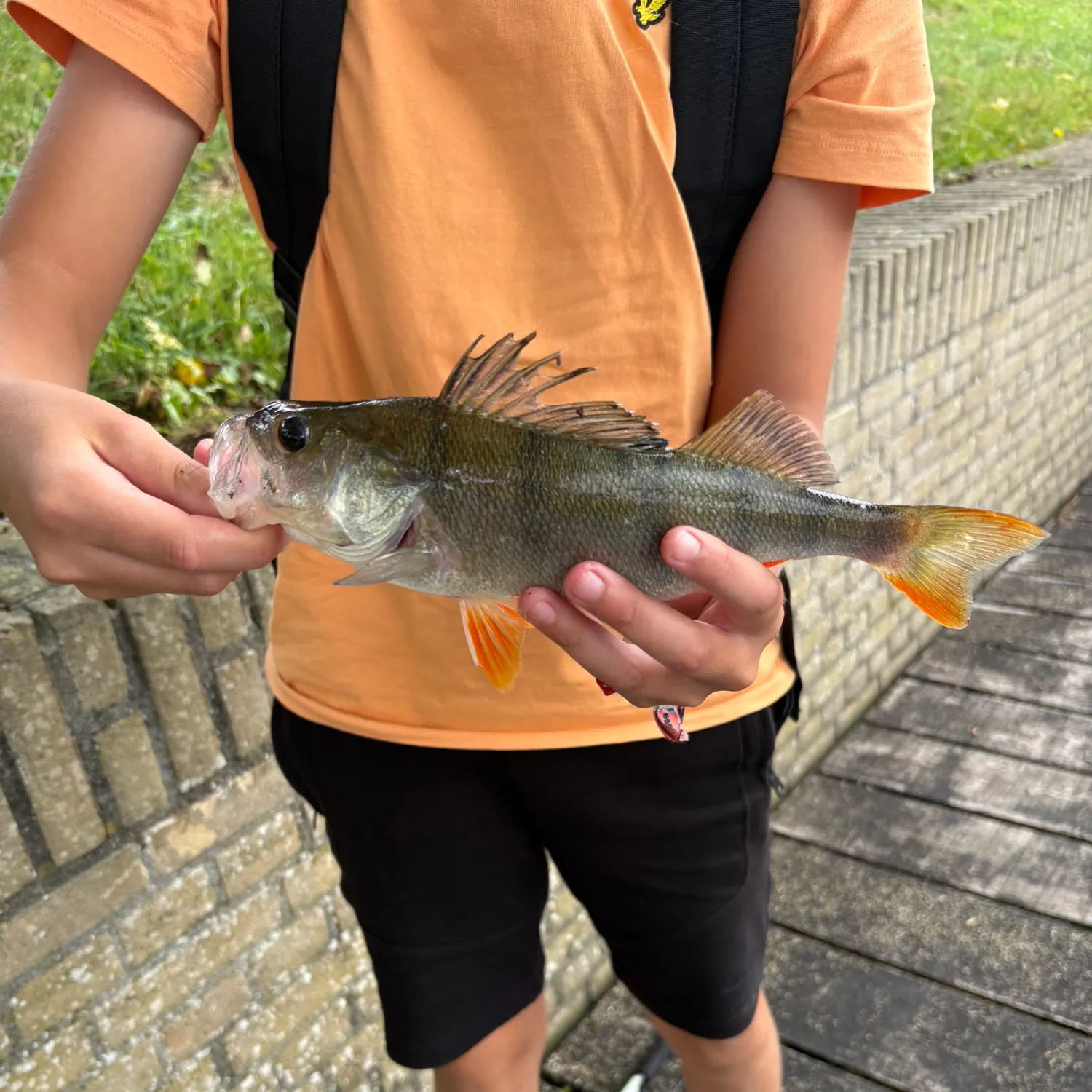 European perch caught on Fishbrain