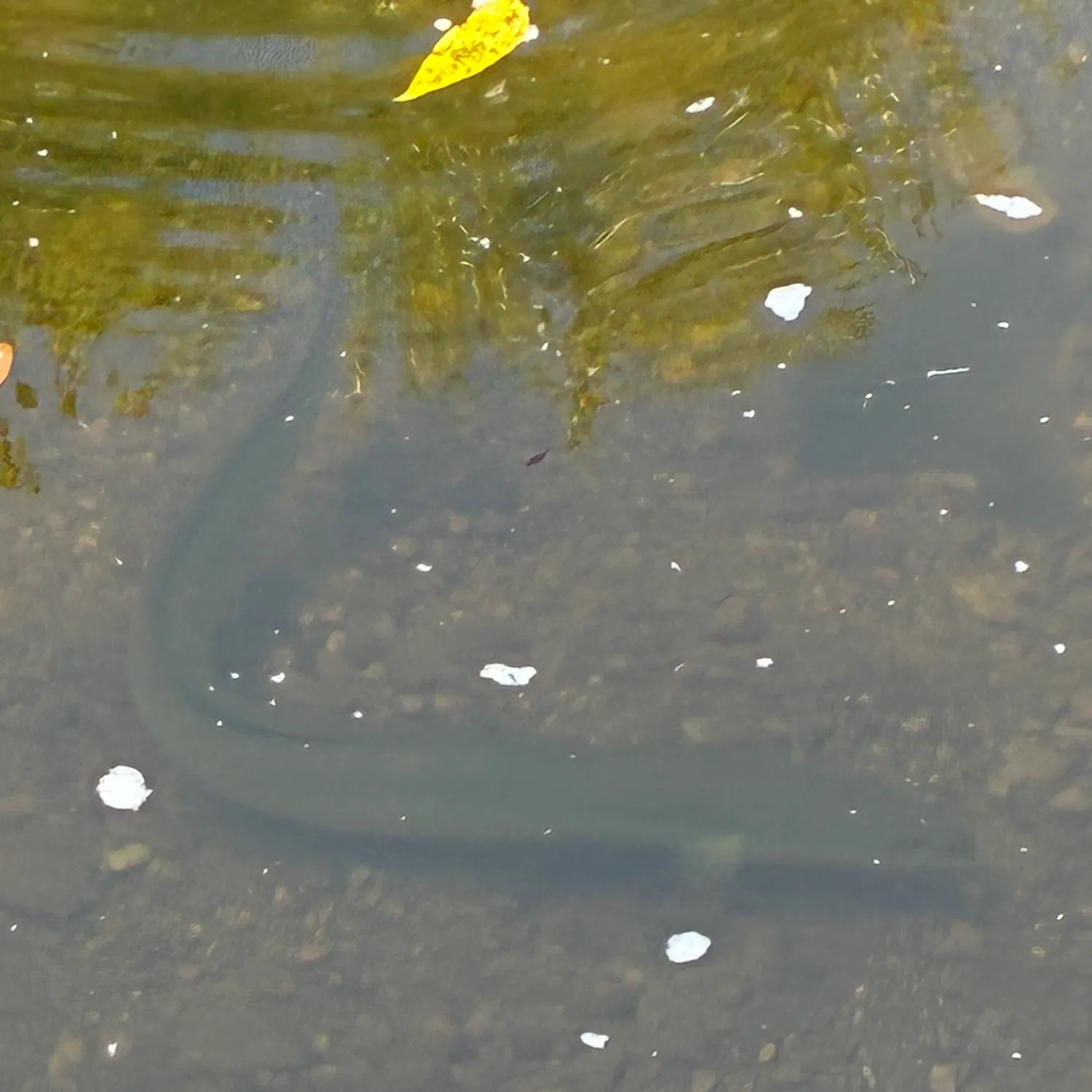 Fish caught on Fishbrain