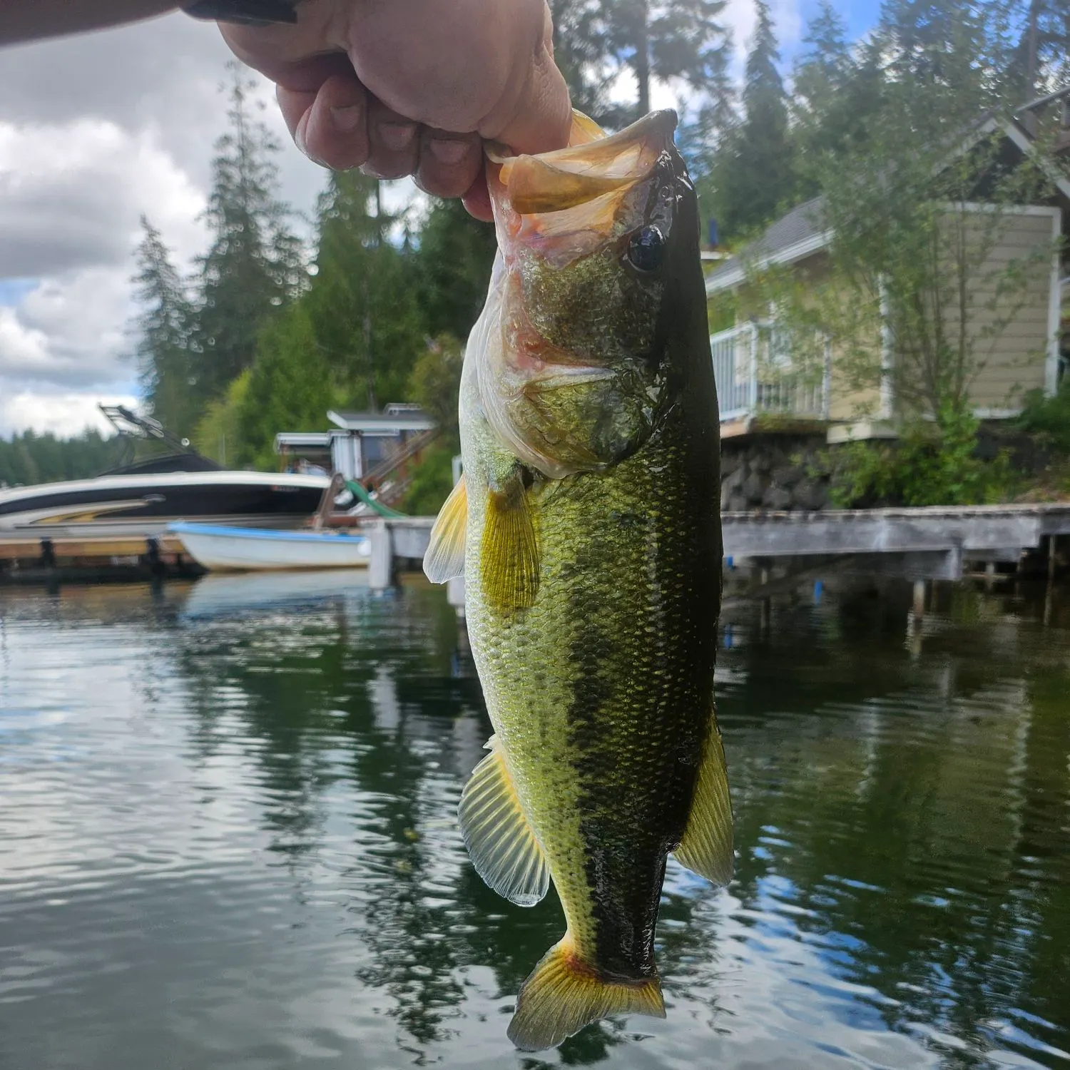 Largemouth bass caught on Fishbrain