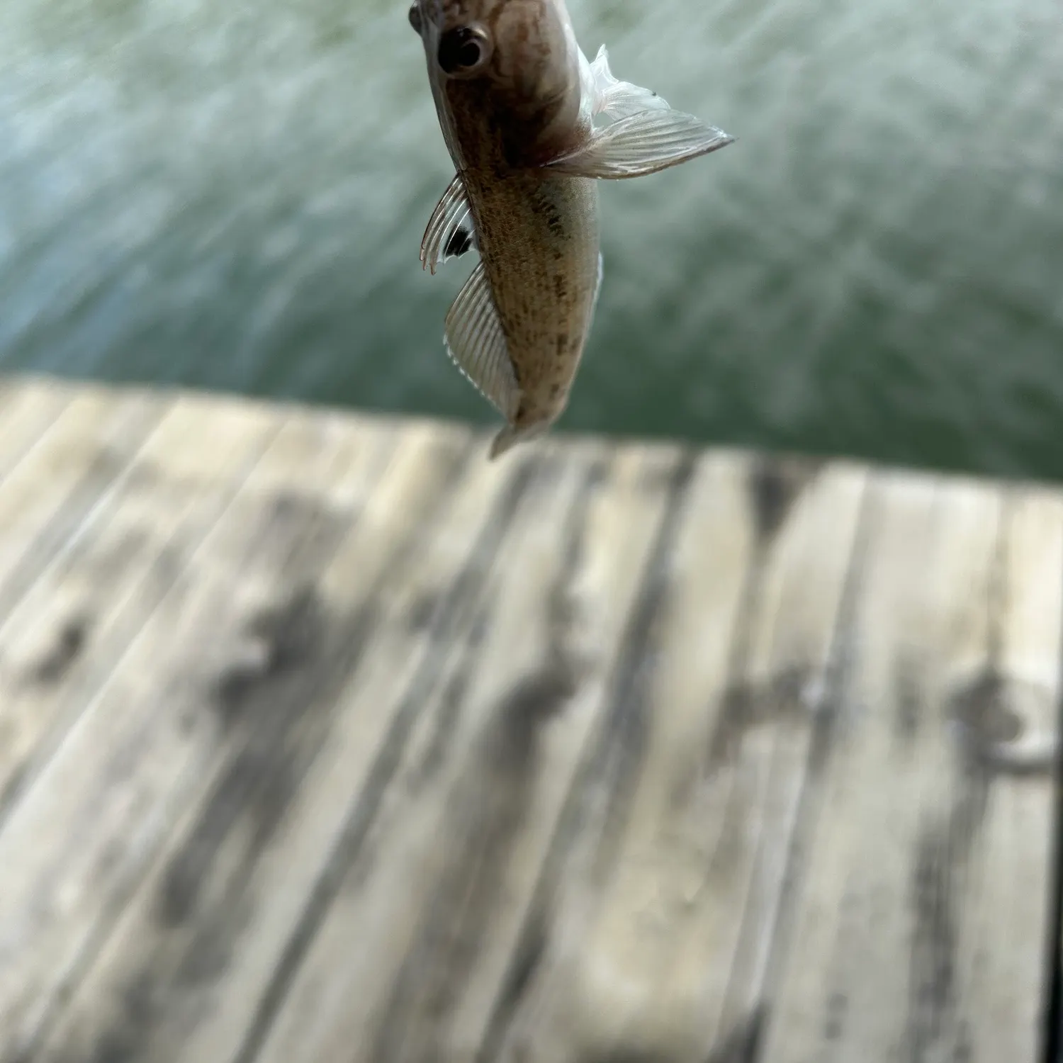 Round goby caught on Fishbrain