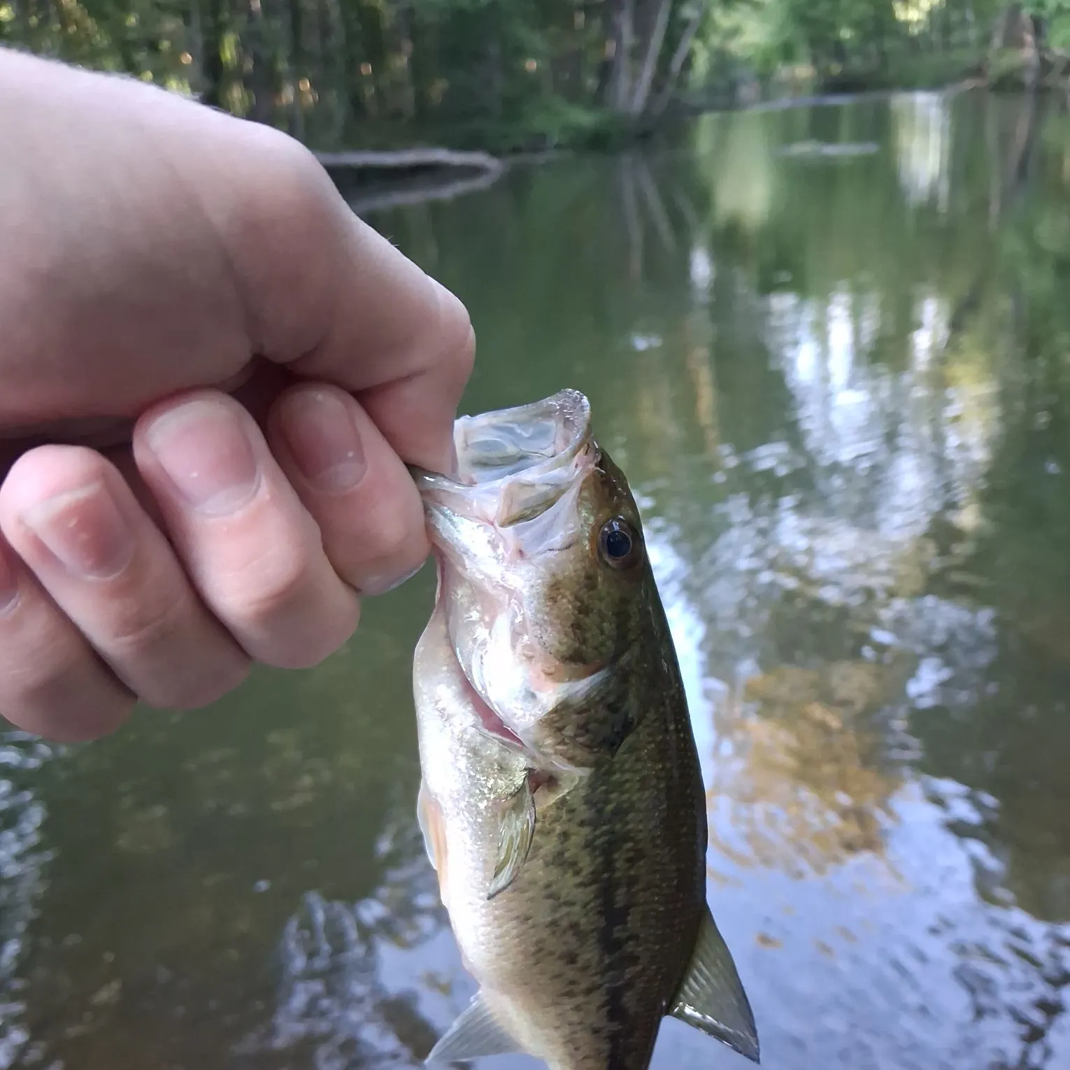 Largemouth bass caught on Fishbrain