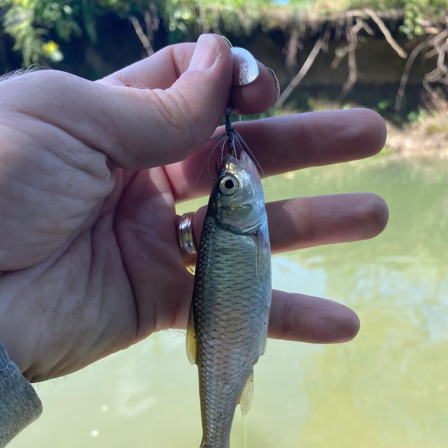 Common shiner caught on Fishbrain