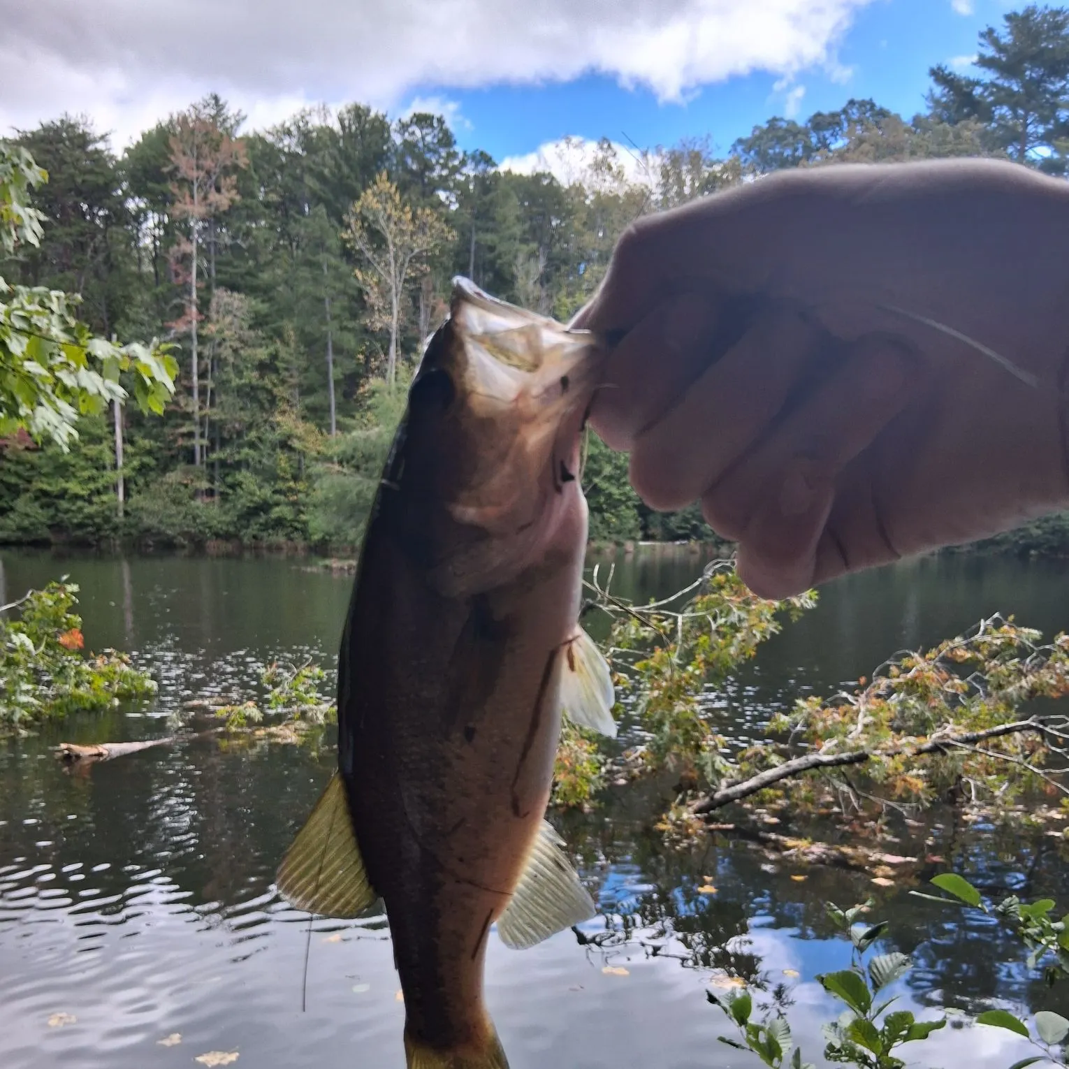 Largemouth bass caught on Fishbrain
