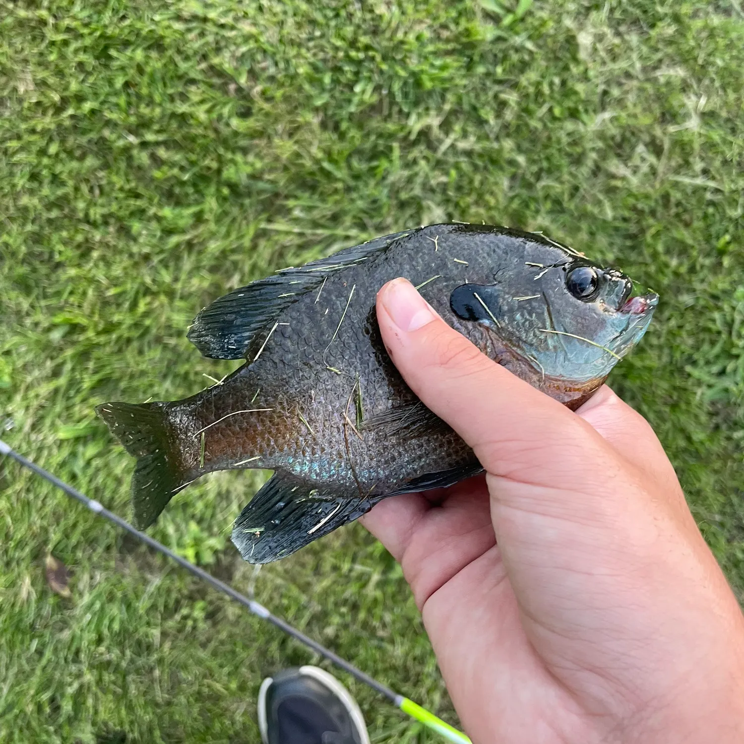 Bluegill caught on Fishbrain