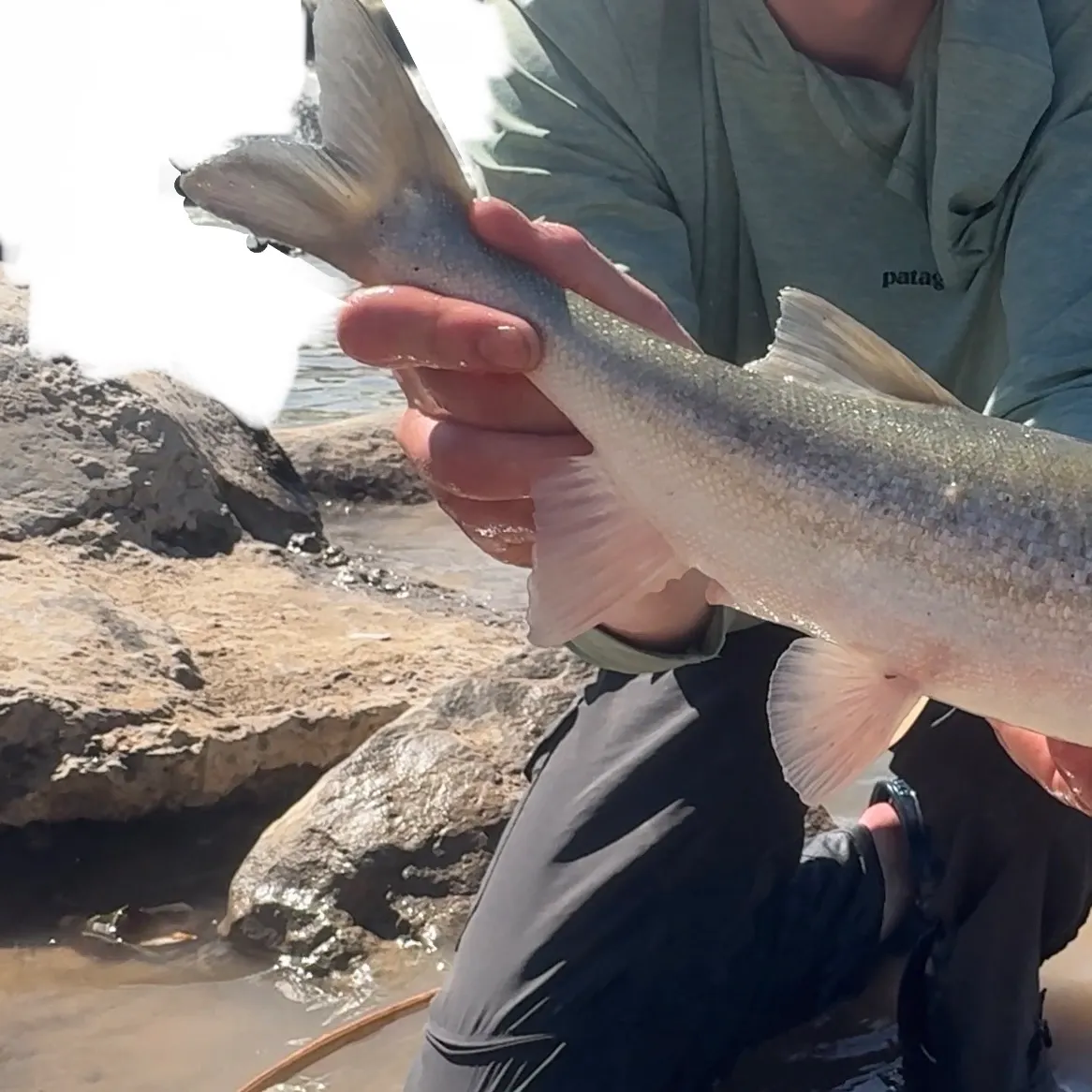 The most recent Roundtail chub catches on Fishbrain