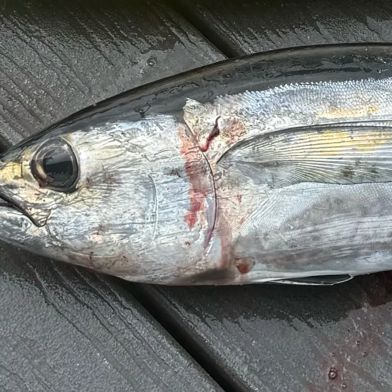 Blackfin tuna caught on Fishbrain