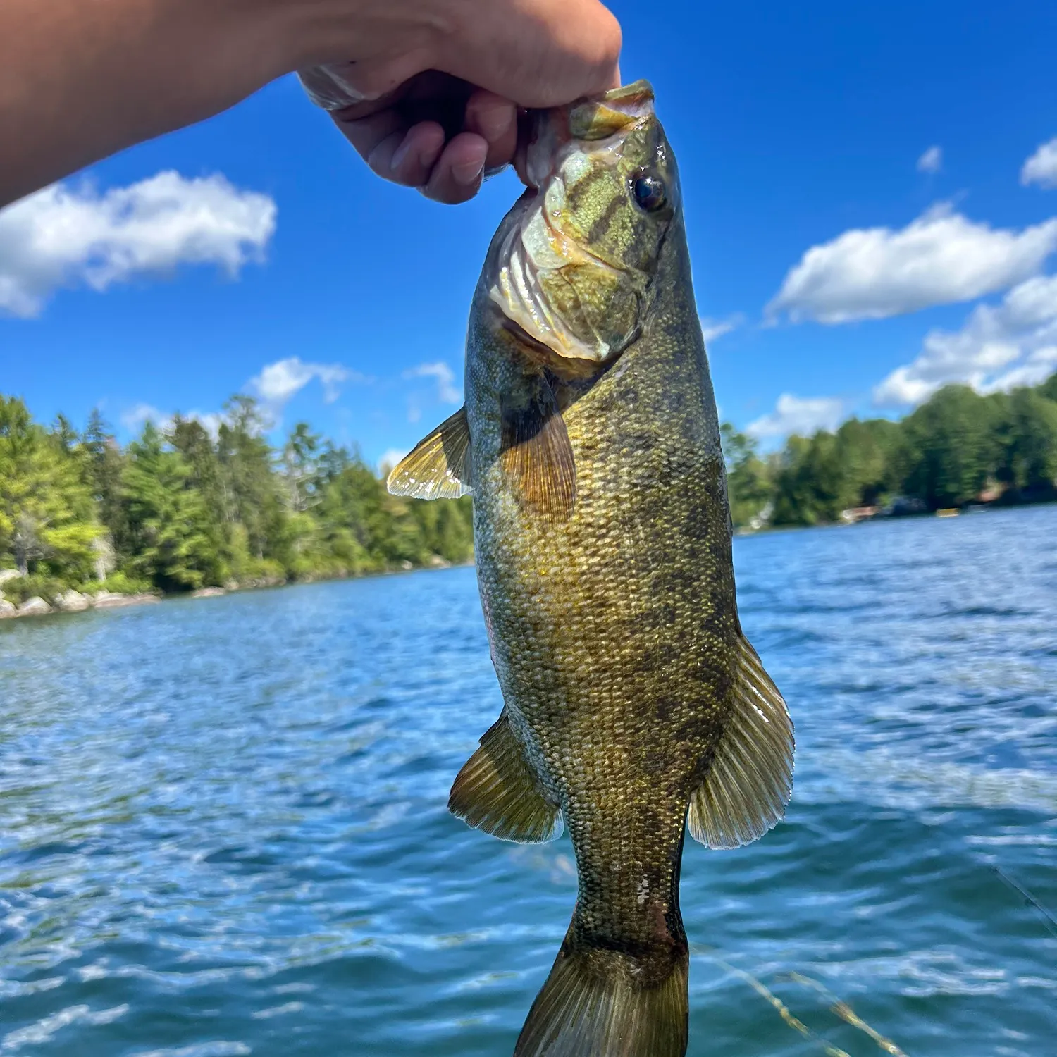 Smallmouth bass caught on Fishbrain