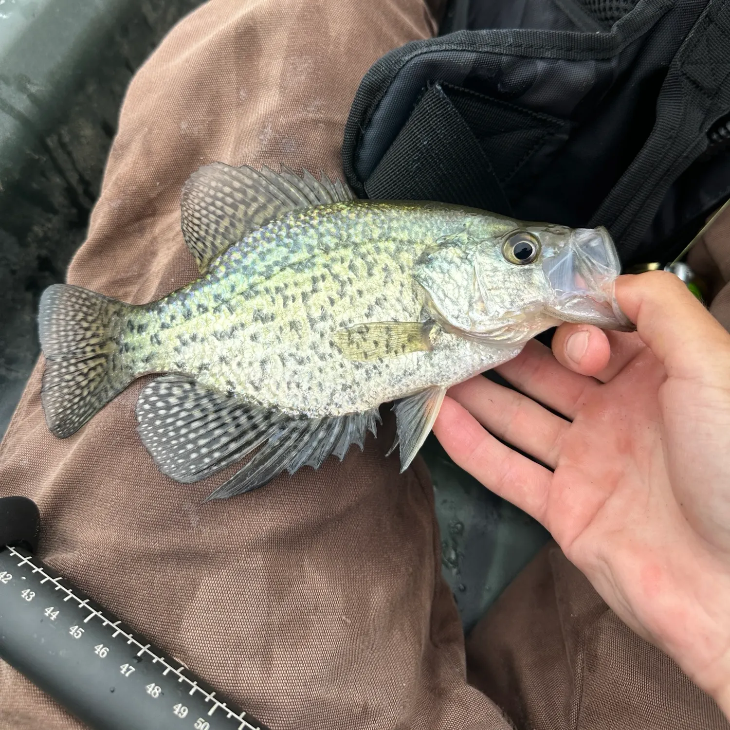 Black crappie caught on Fishbrain