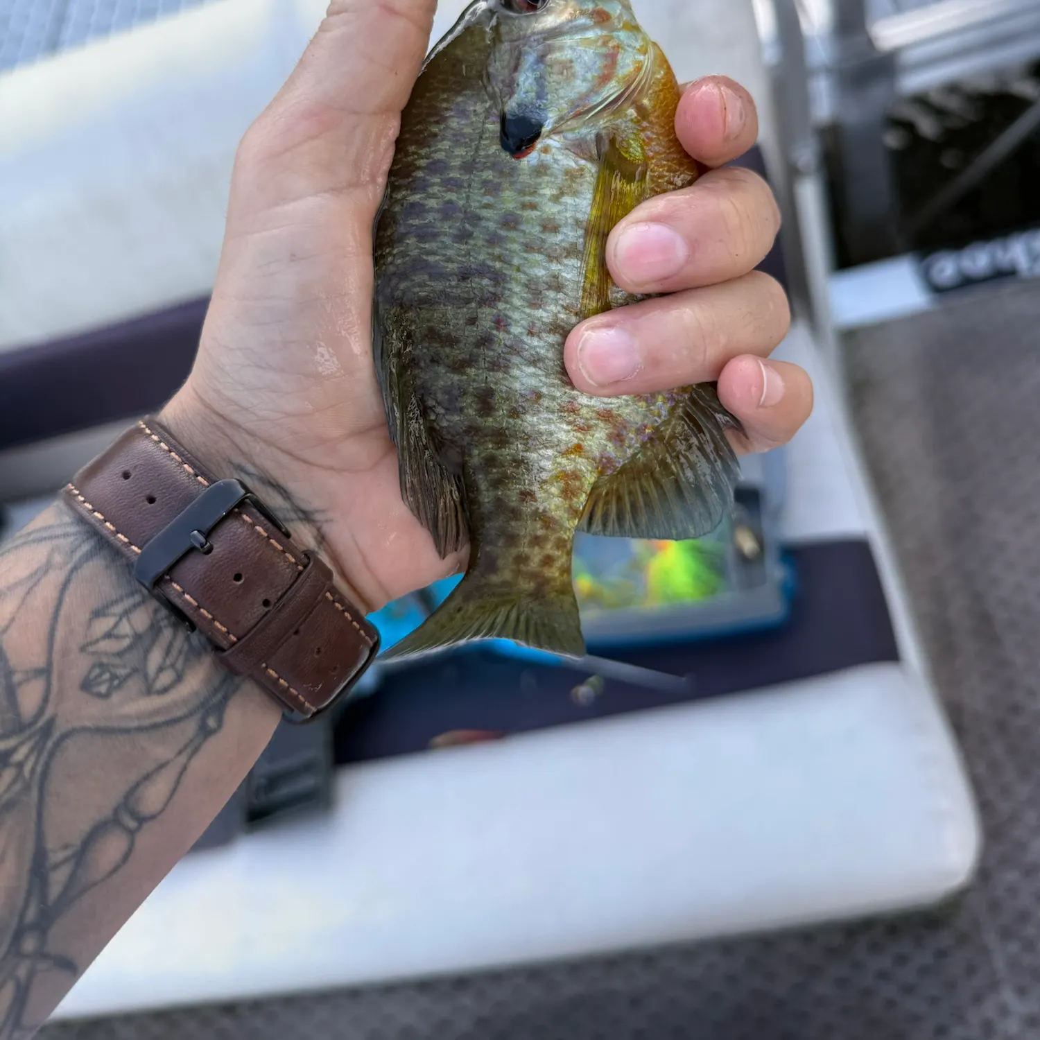 Pumpkinseed caught on Fishbrain