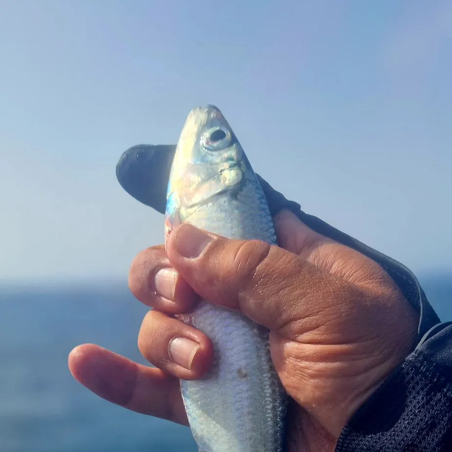 The most recent Bogue catches on Fishbrain