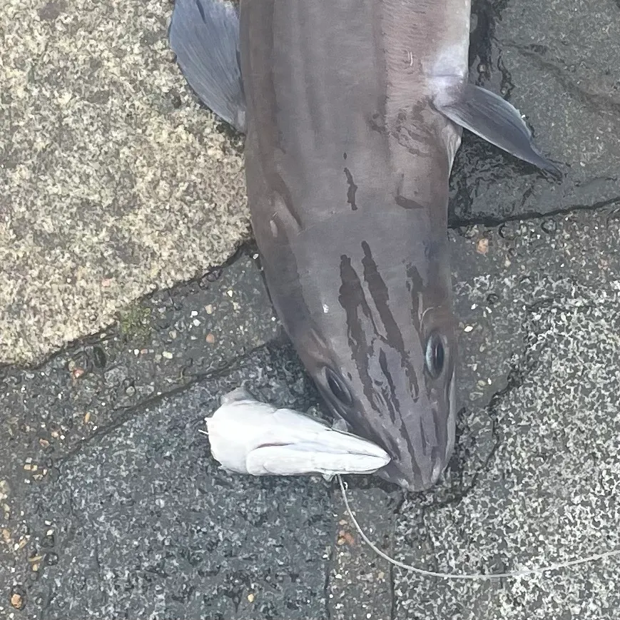 European conger caught on Fishbrain