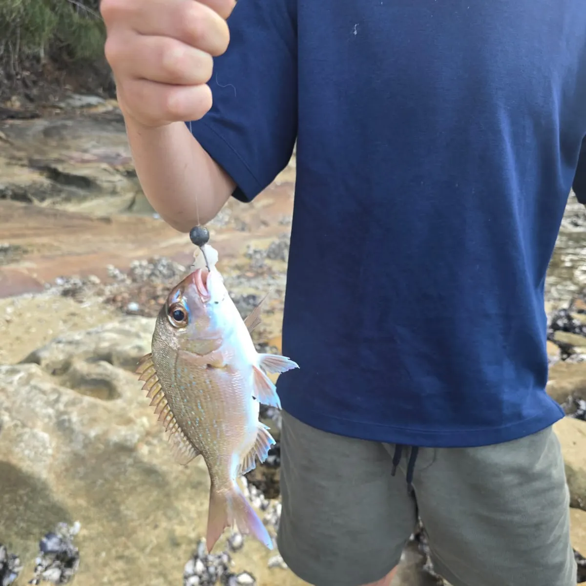 Australasian snapper caught on Fishbrain