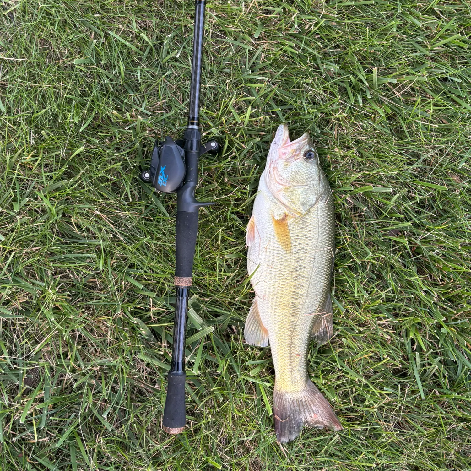Largemouth bass caught on Fishbrain