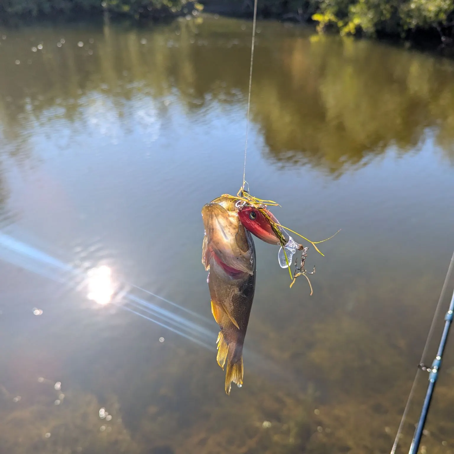 Green sunfish caught on Fishbrain