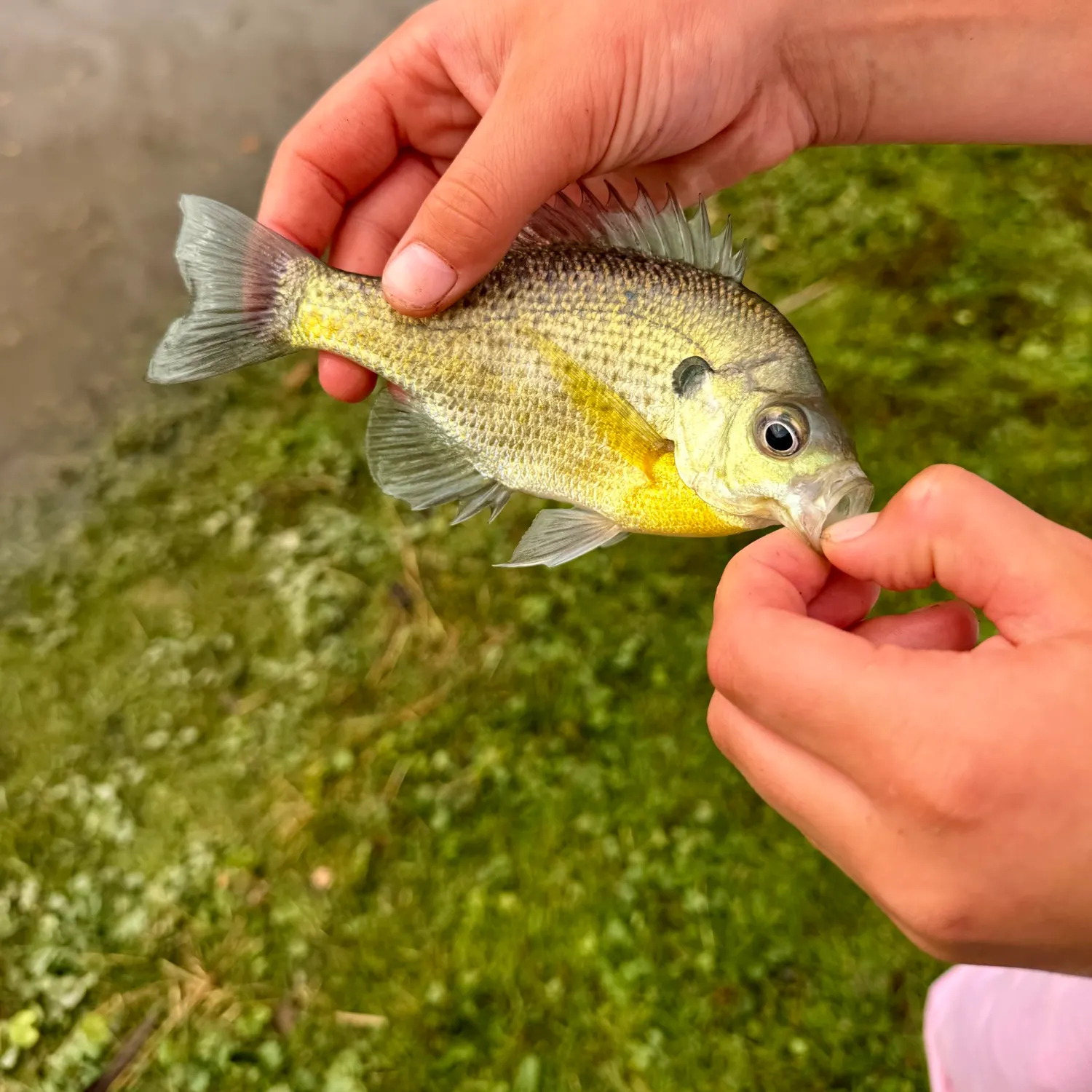 Bluegill caught on Fishbrain