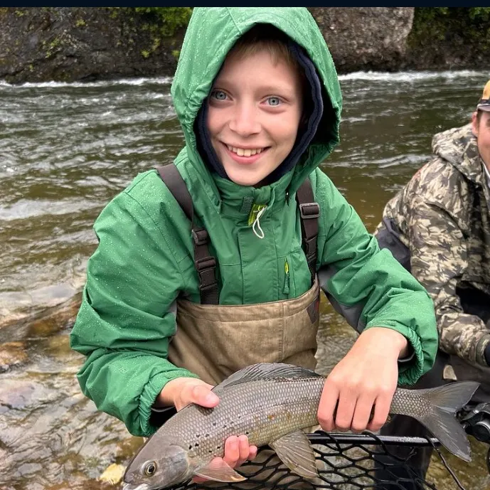Arctic grayling caught on Fishbrain