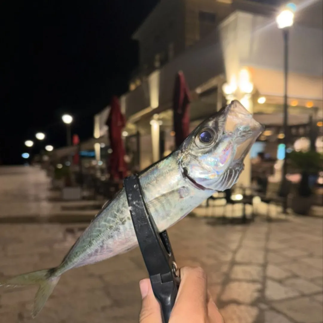 The most recent Greenback horse mackerel catches on Fishbrain