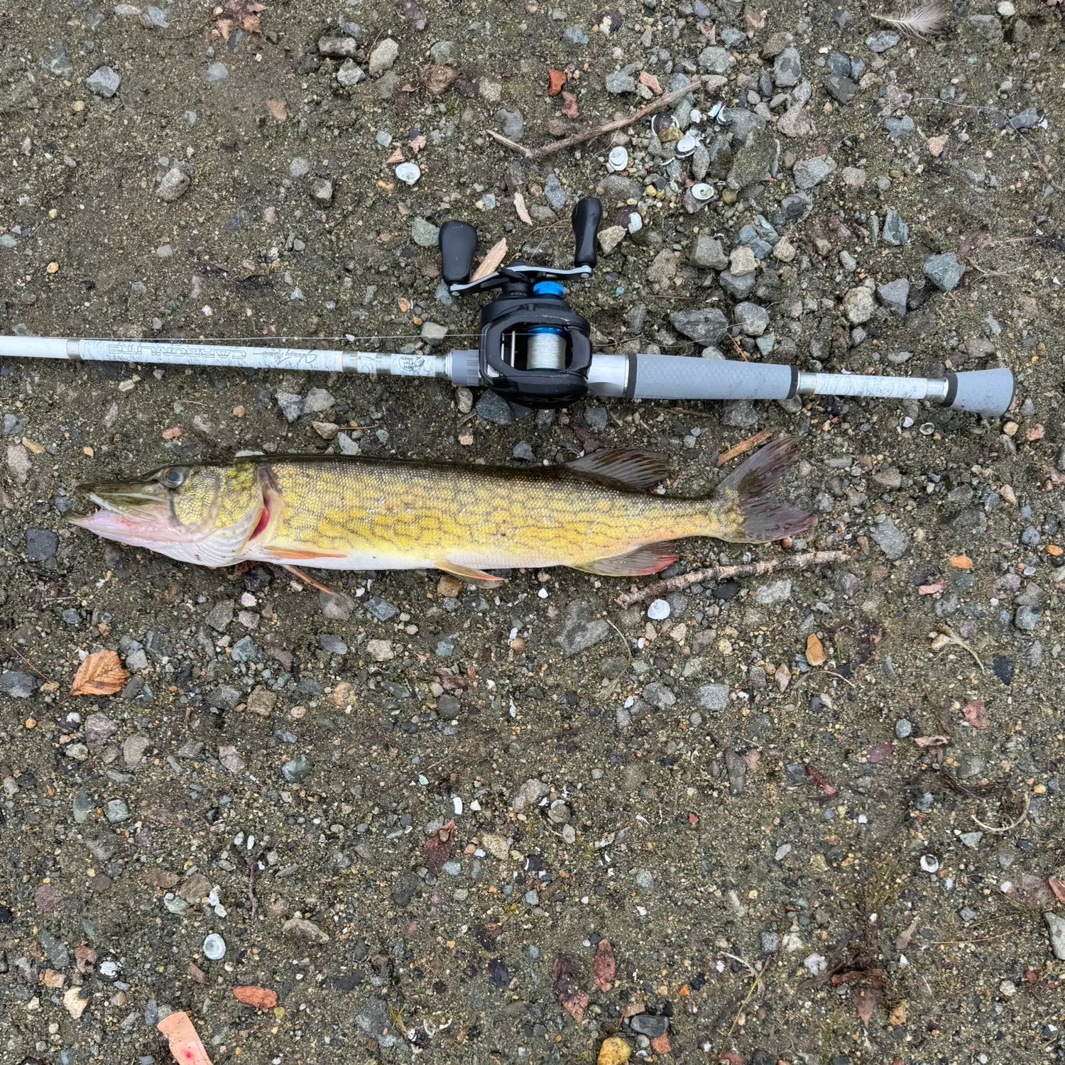 Chain pickerel caught on Fishbrain