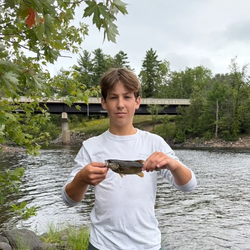 Smallmouth bass caught on Fishbrain
