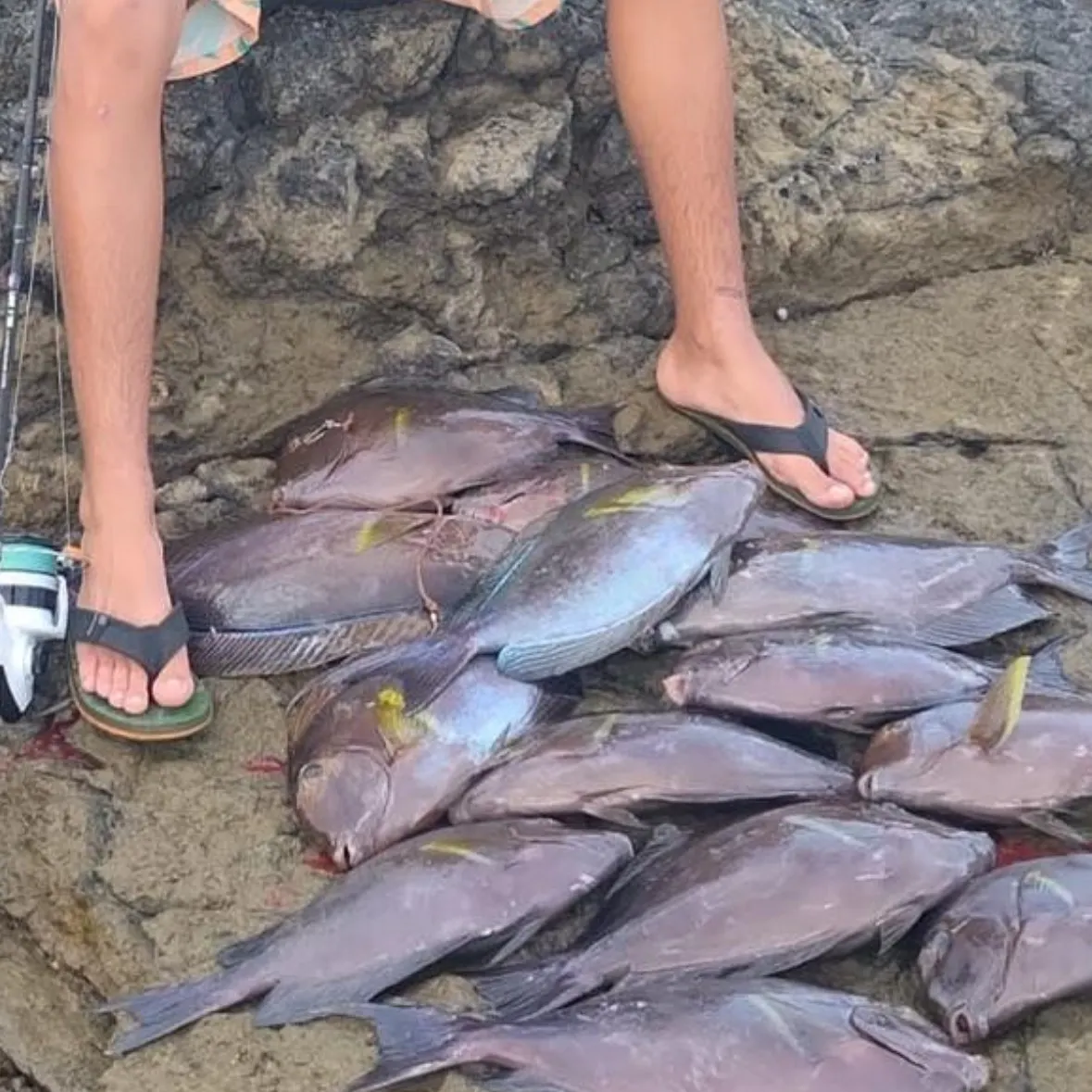 The most recent Eyestripe surgeonfish catches on Fishbrain